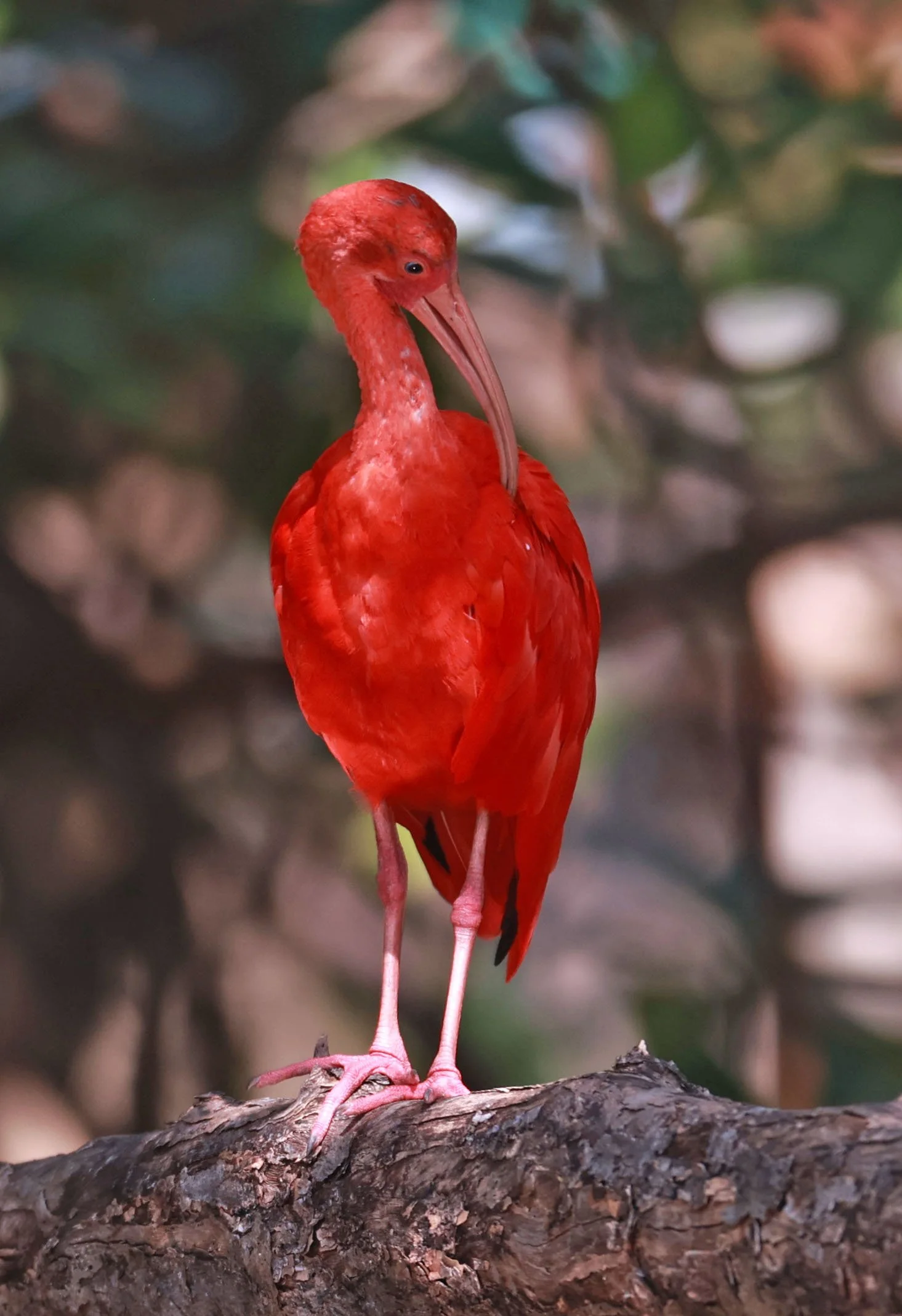 Ibis - Scarlet Ibis - Eudocimus ruber - 29 Songkaow Cafe, Chachoengsao Thailand (386).jpg