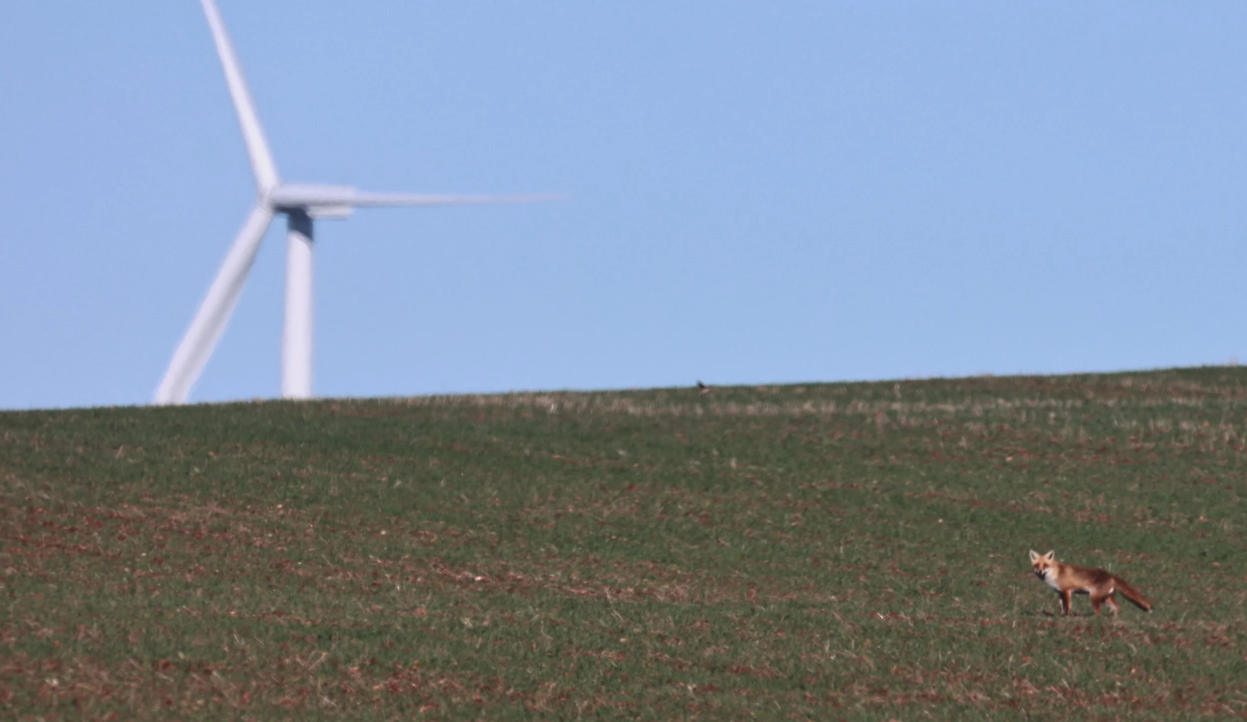 Red Fox (Vulpes vulpes) North Brown Hill Wind Farm - South Australia 