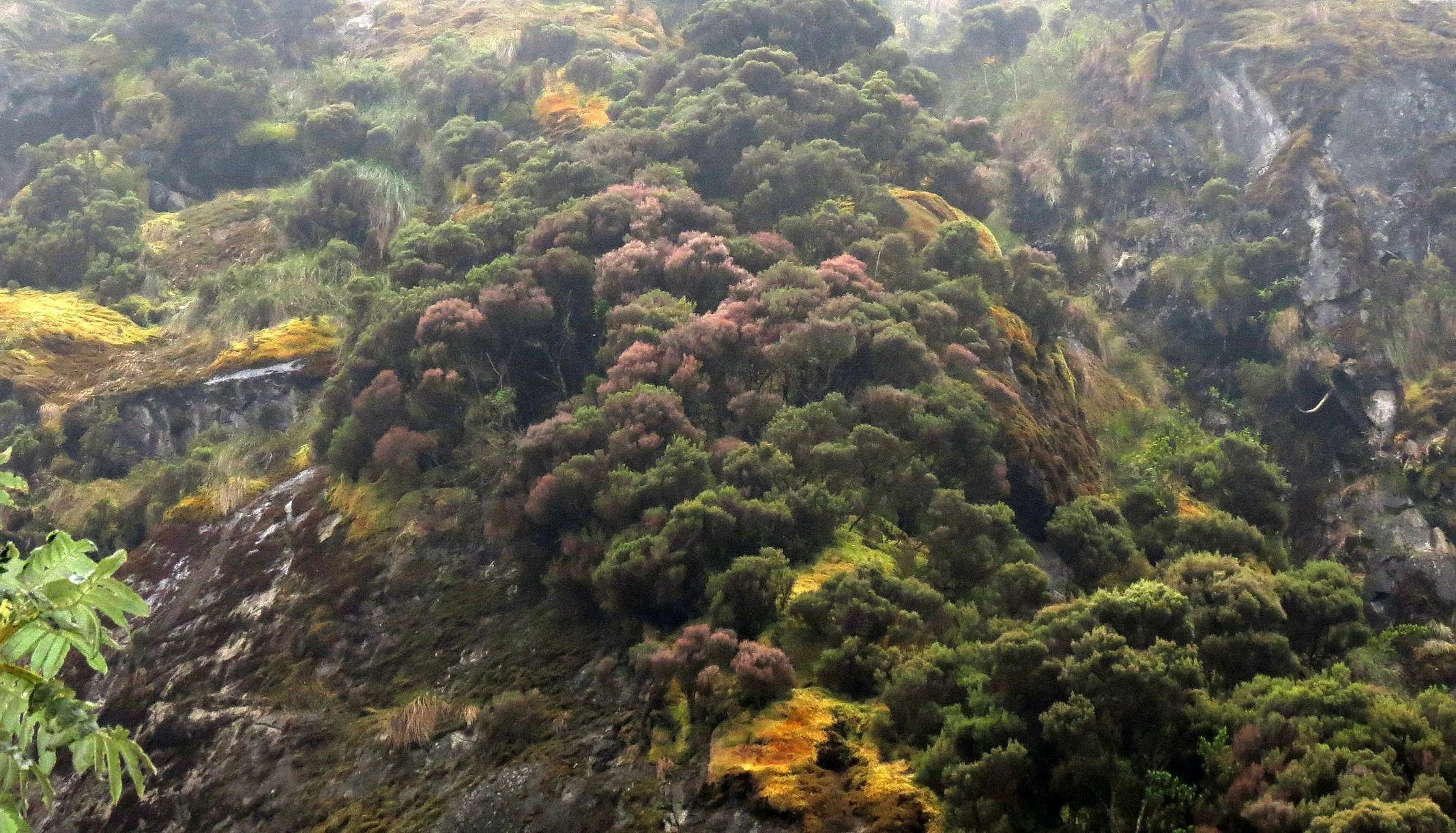 RWENZORI NATIONAL PARK UGANDA (115).JPG