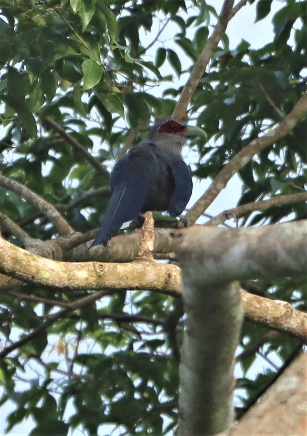 Green-billed Malkoha (Phaenicophaeus tristis) Kaeng Krachan NP Thailand (13).jpg