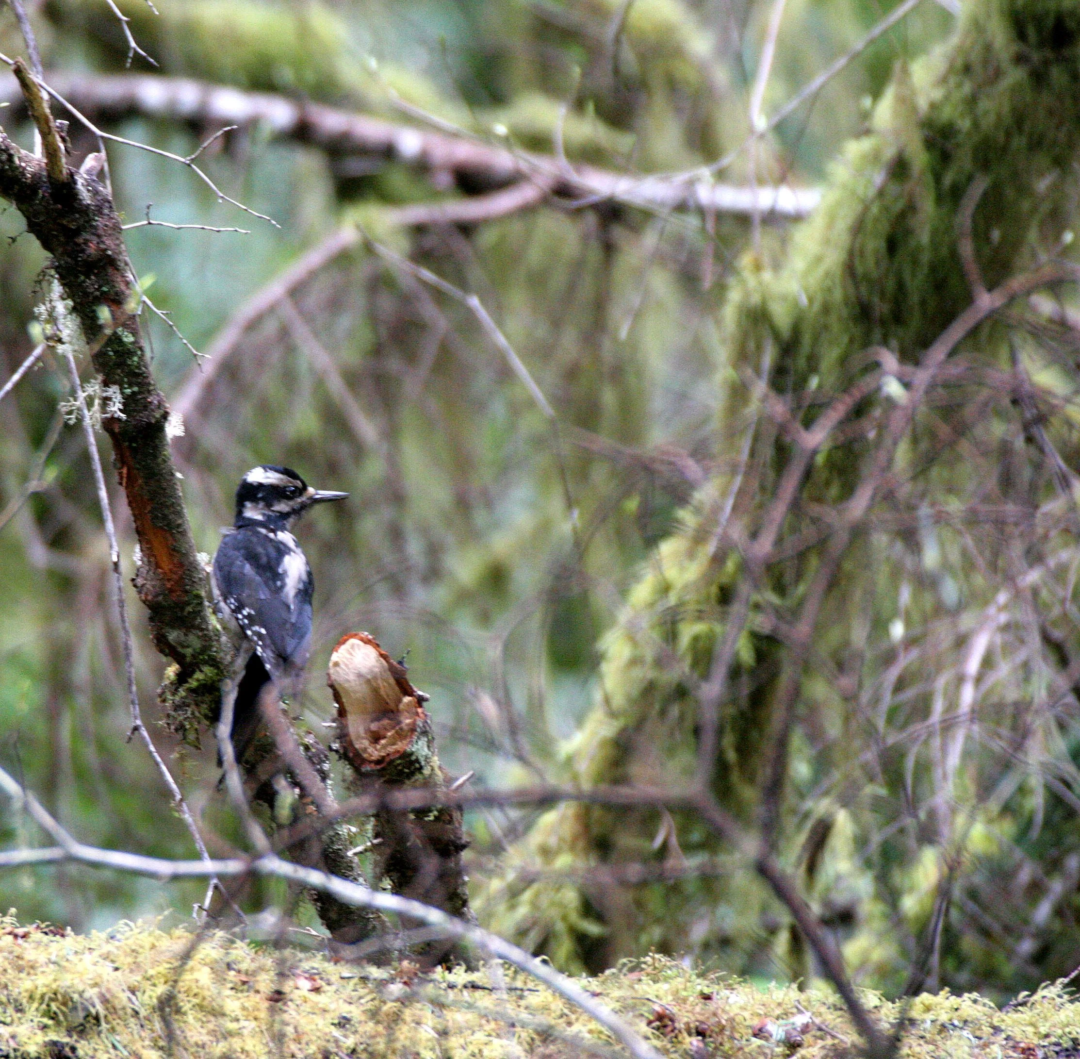BIRD - WOODPECKER - HAIRY WOODPECKER - MARYMERE FALLS TRAIL WA.JPG