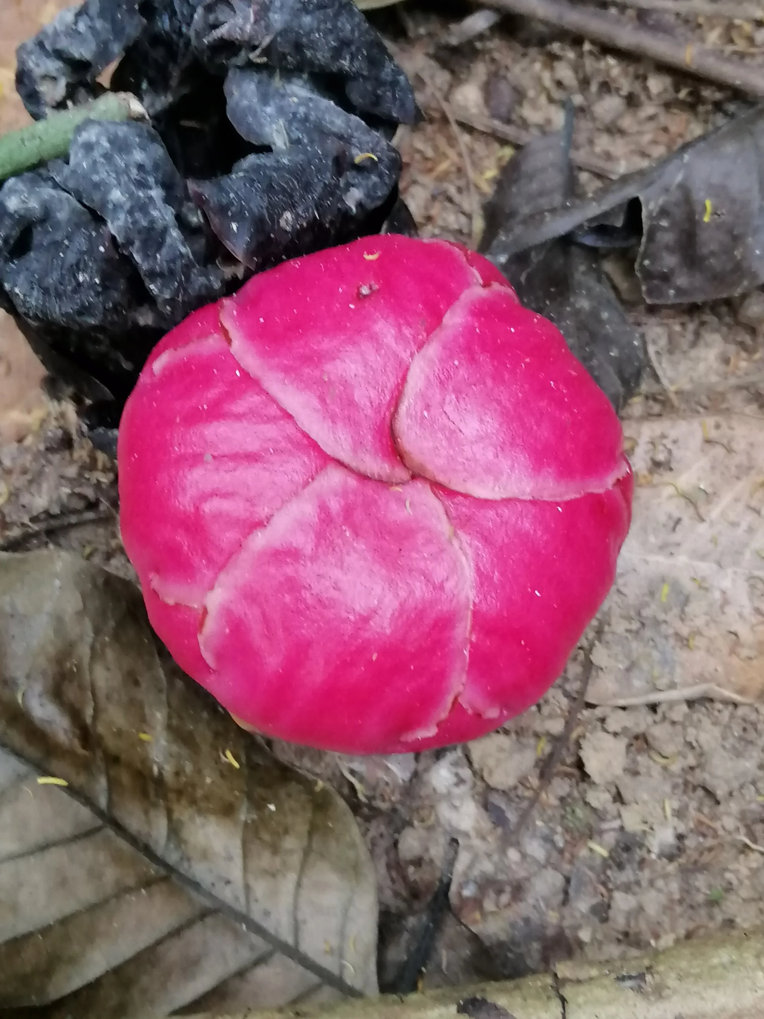 This is a flower bud of the rare, parasitic flowering Sapria ram, commonly known as "Rama's spittoon".  It is a holoparasitic plant, meaning it depends entirely on a host plant (specifically vines in the genus Tetrastigma) for nutrients. The buds are