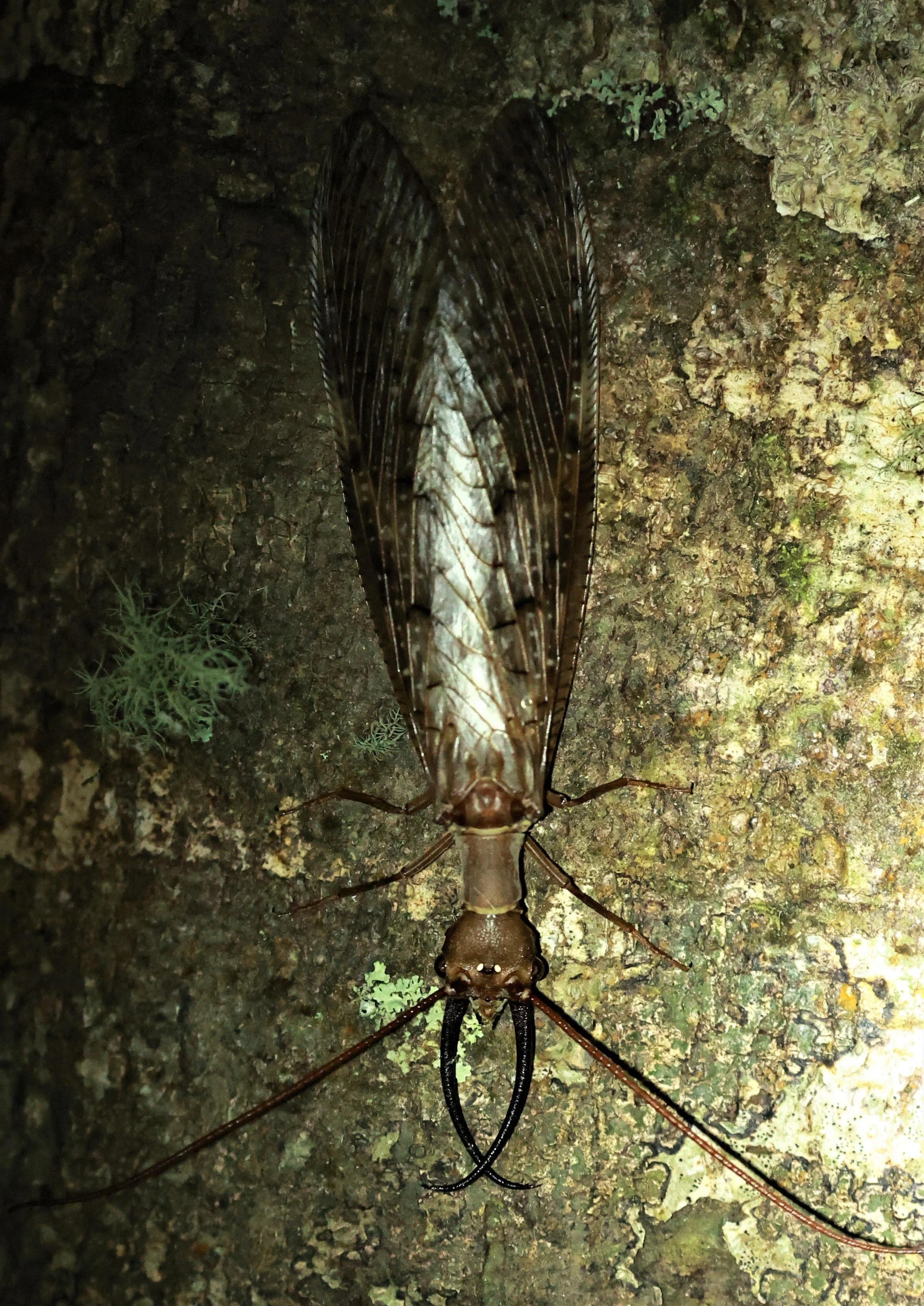 Dobsonfly Species - San Isidro Lodge, Ecuador