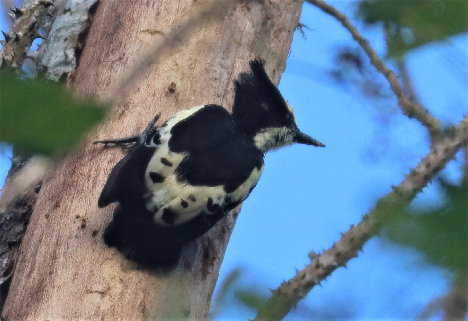 WOODPECKER - HEART-SPOTTED WOODPECKER - Hemicircus canente - KHAO YAI NATIONAL PARK (55).jpg