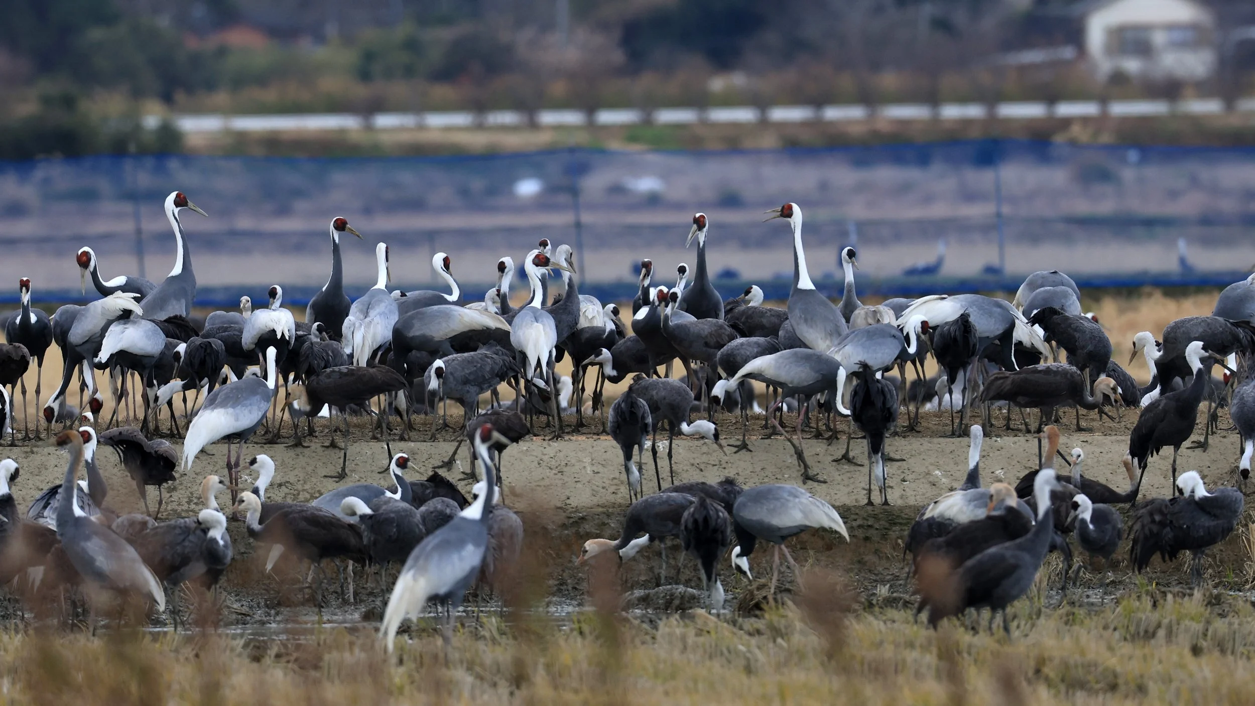 White-naped Crane (Antigone vipio) Izumi Crane Park & Center, Izumi Kagoshima Kyushu Japan (189).jpg