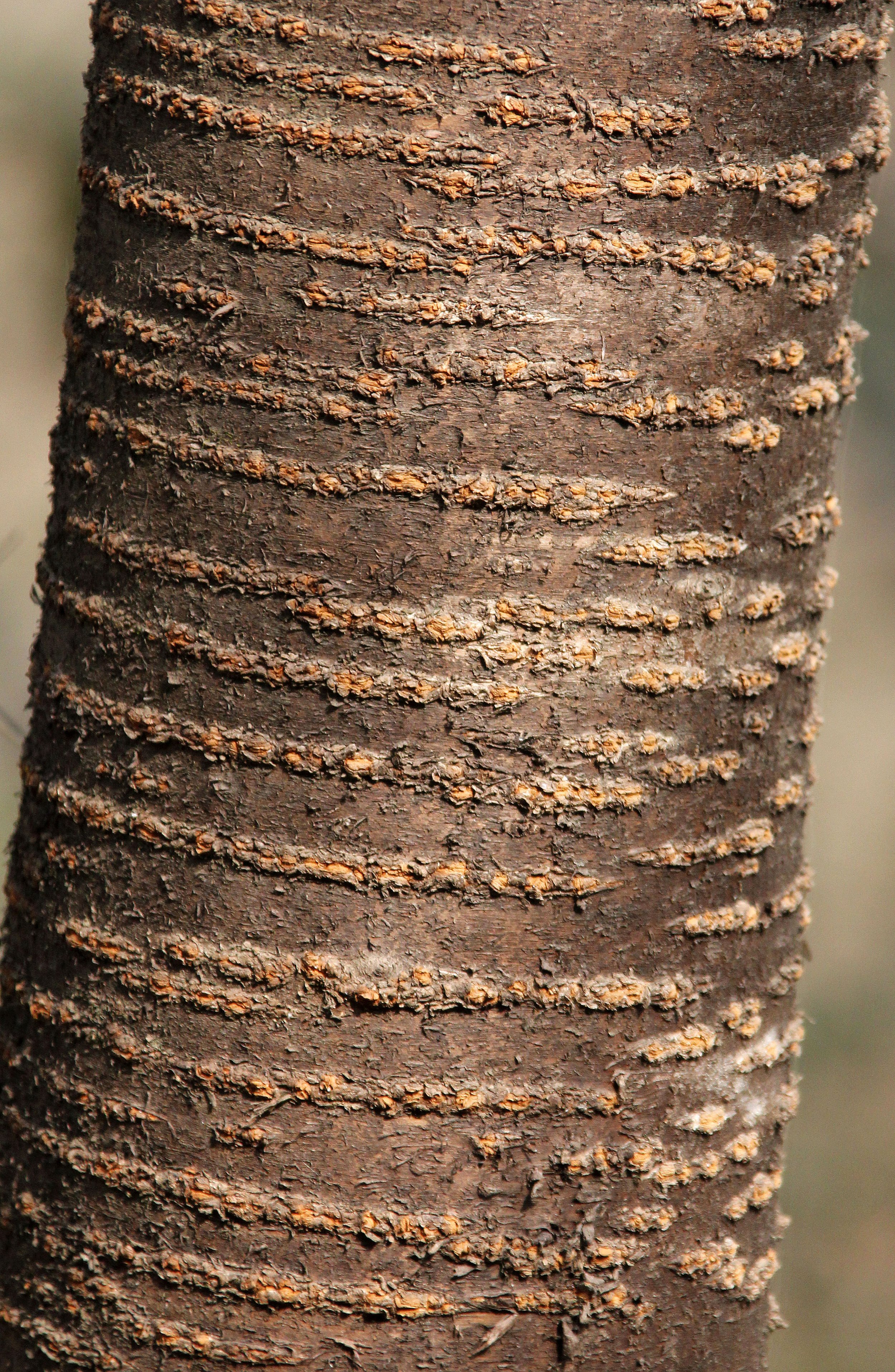 TANGJIAHE NATURE RESERVE, SICHUAN CHINA (28).JPG
