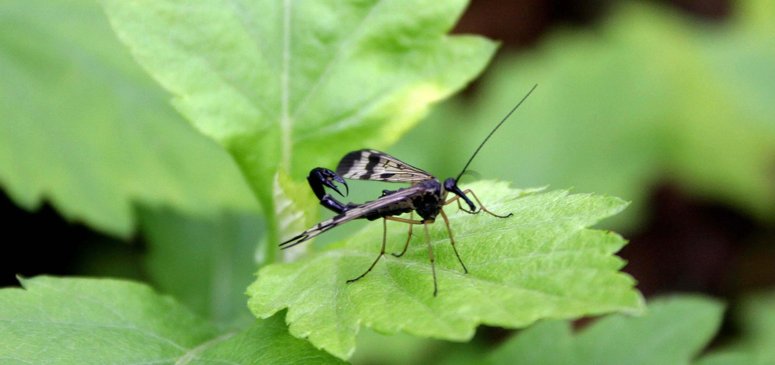 Order Mecoptera - Scorpionflies — Coke Smith Wildlife