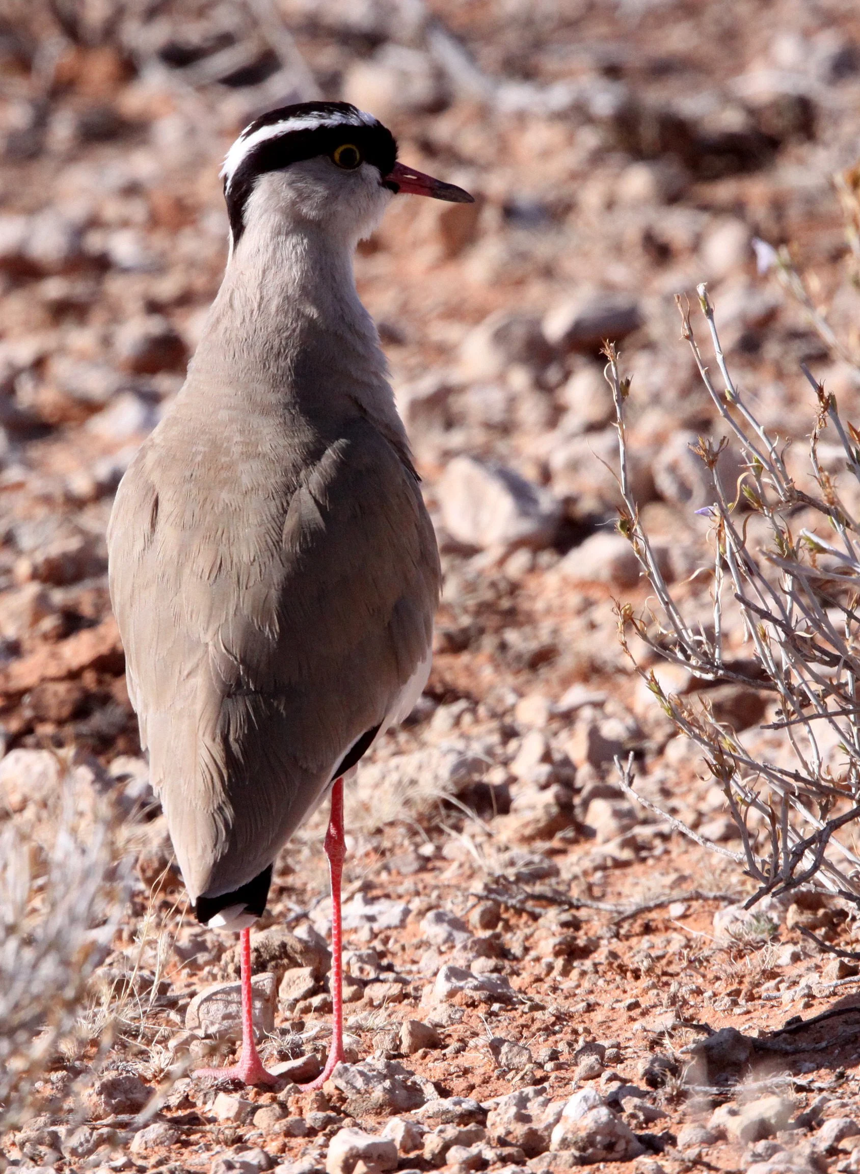 LAPWING - CROWNED LAPWING - Vanellus coronatus - KRUGER NATIONAL PARK SOUTH AFRICA (6).JPG
