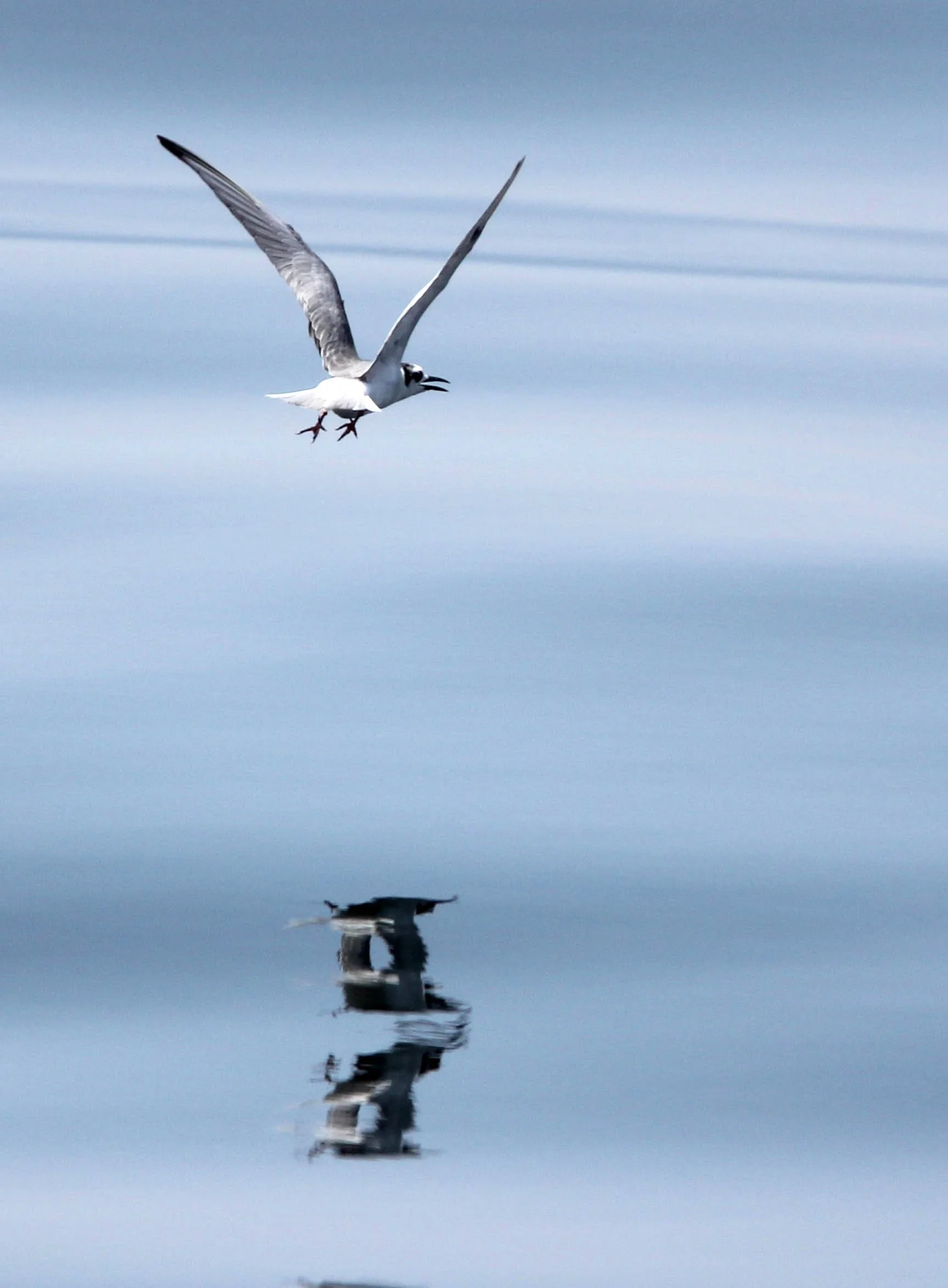 BIRD - TERN - WHISKERED AND LITTLE TERNS - BAN TABOON HARBOR PETCHABURI (25).JPG