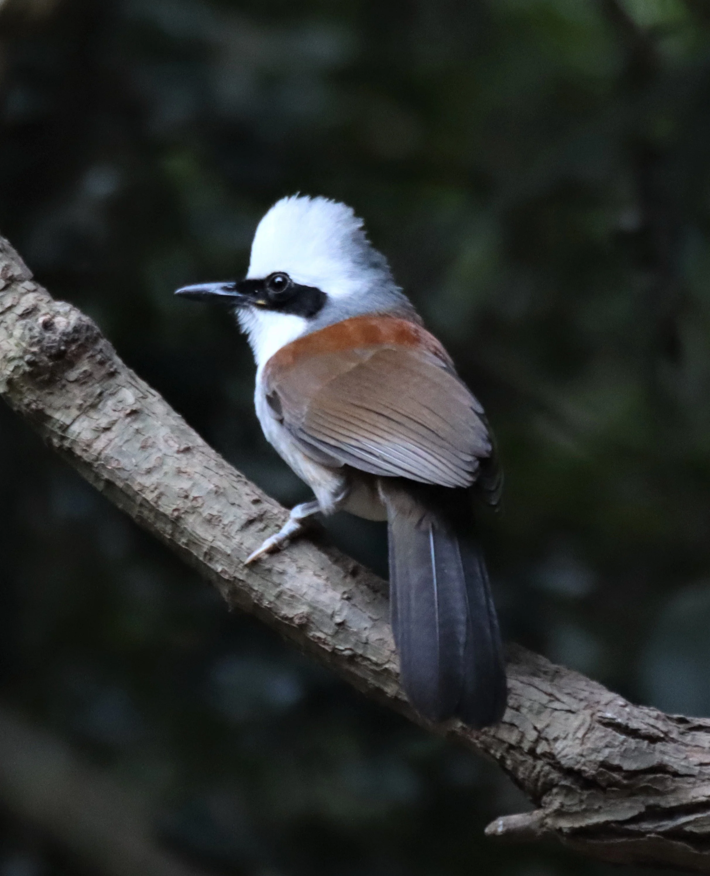 LAUGHINGTHRUSH - WHITE-CRESTED LAUGHINGTHRUSH - Garrulax leucolophus - KAENG KRACHAN THAILAND (19).jpg