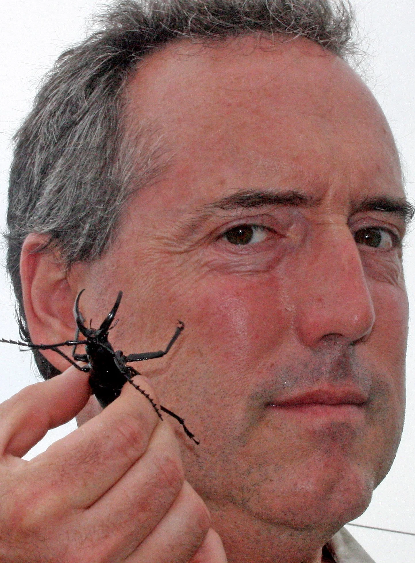 Walrus Tusk Beetle (Dorysthenes walkeri)