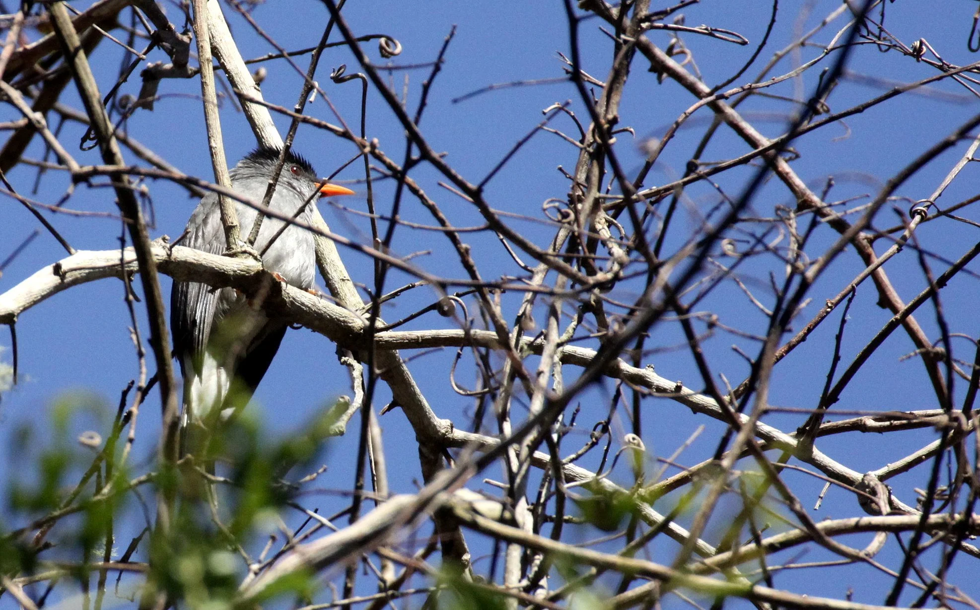 BULBUL - MADAGASCAR BULBUL - Hypsipetes madagascariensis - MONTAGNE D'AMBRE NATIONAL PARK MADAGASCAR.JPG