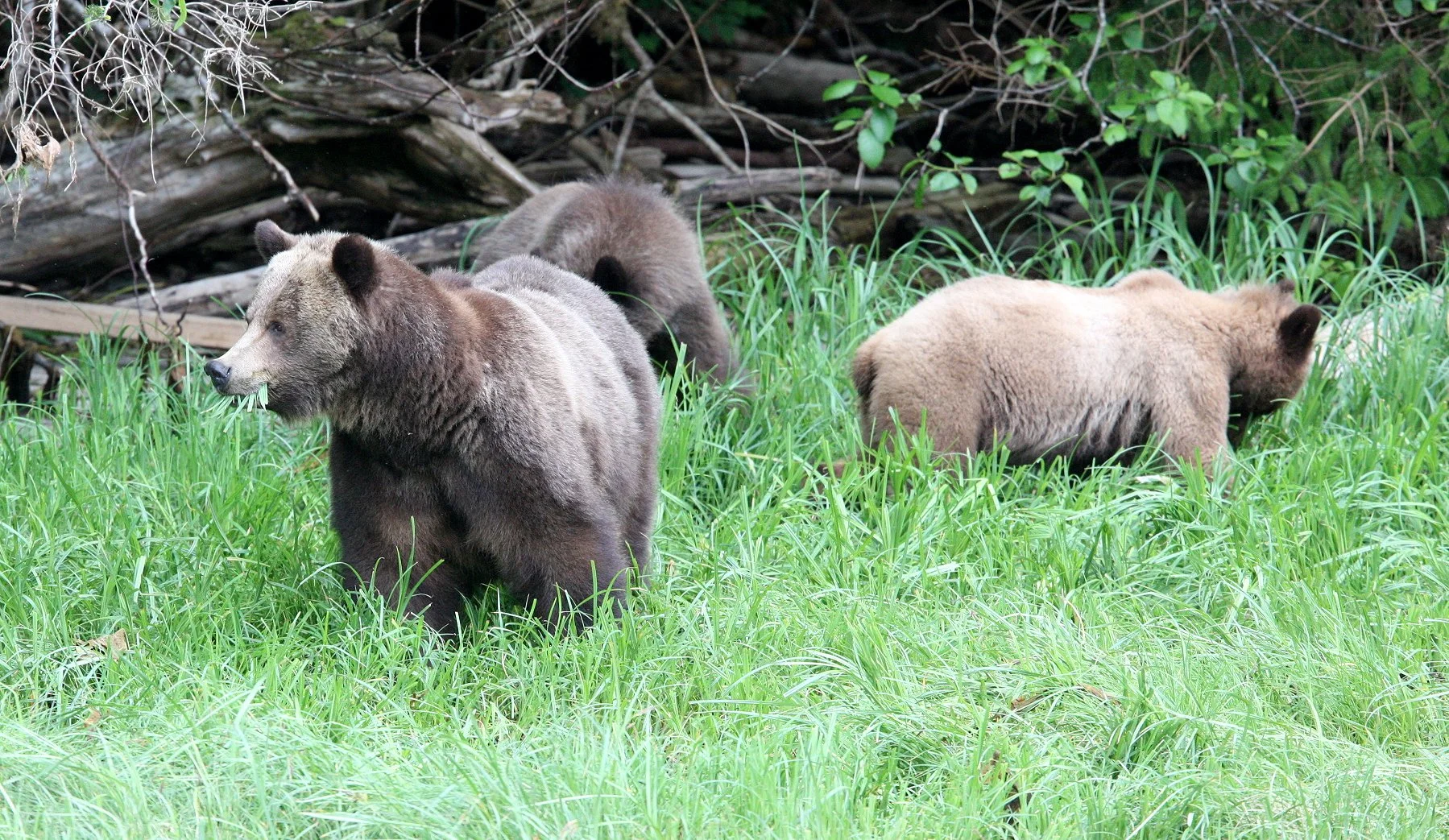 Ursus arctos stikeenensis - STICKEEN'S GRIZZLY BEAR - BELLA AND HER CUBS AND BLONDIE - KNIGHT'S INLET BRITISH COLUMBIA (31).JPG