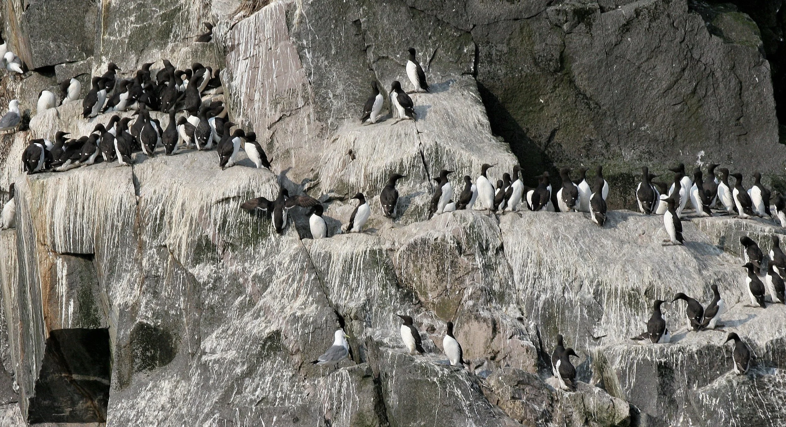 Uria lomvia eleonorae - THICK AND THIN-BILLED MURRES - COMMANDERS RUSSIA aa6.jpg