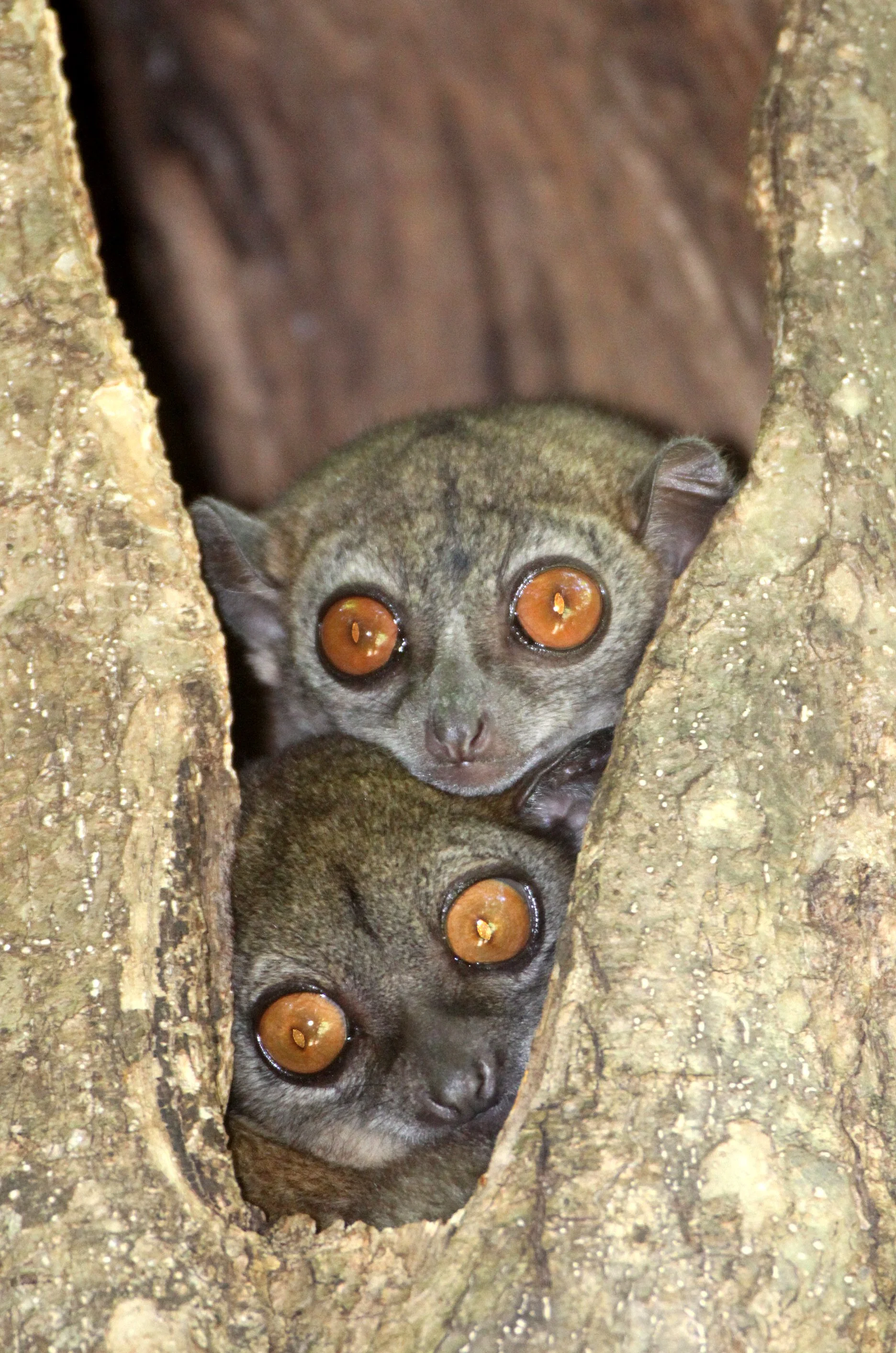 LEPILEMURIDAE - Lepilemur ankaranensis - ANKARANA NATIONAL PARK MADAGASCAR (120).JPG