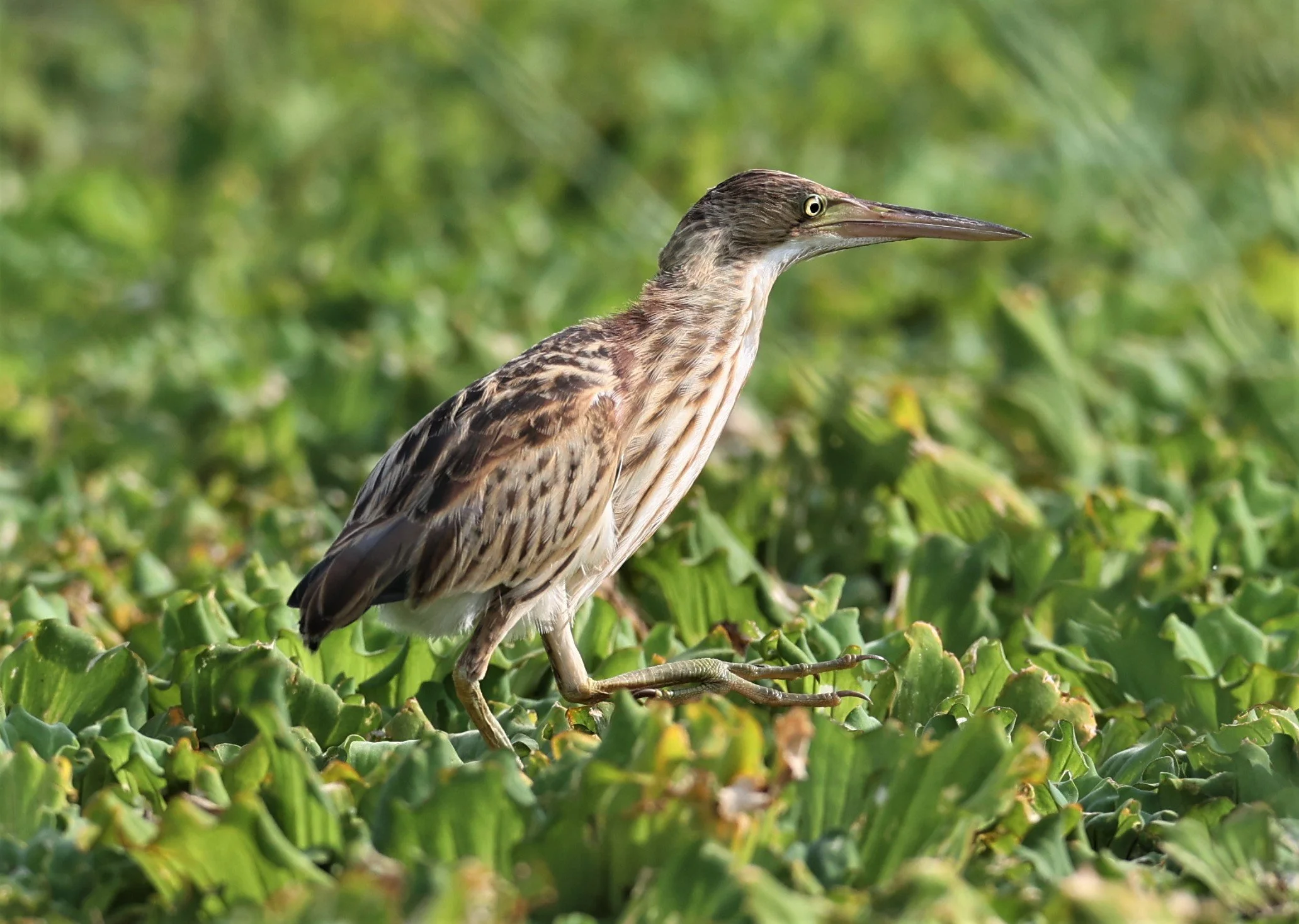 BITTERN - YELLOW BITTERN - Ixobrychus sinensis - LAT KRABANG THAP YAO RICEFIELDS 01 OCT 2021 (3).jpg