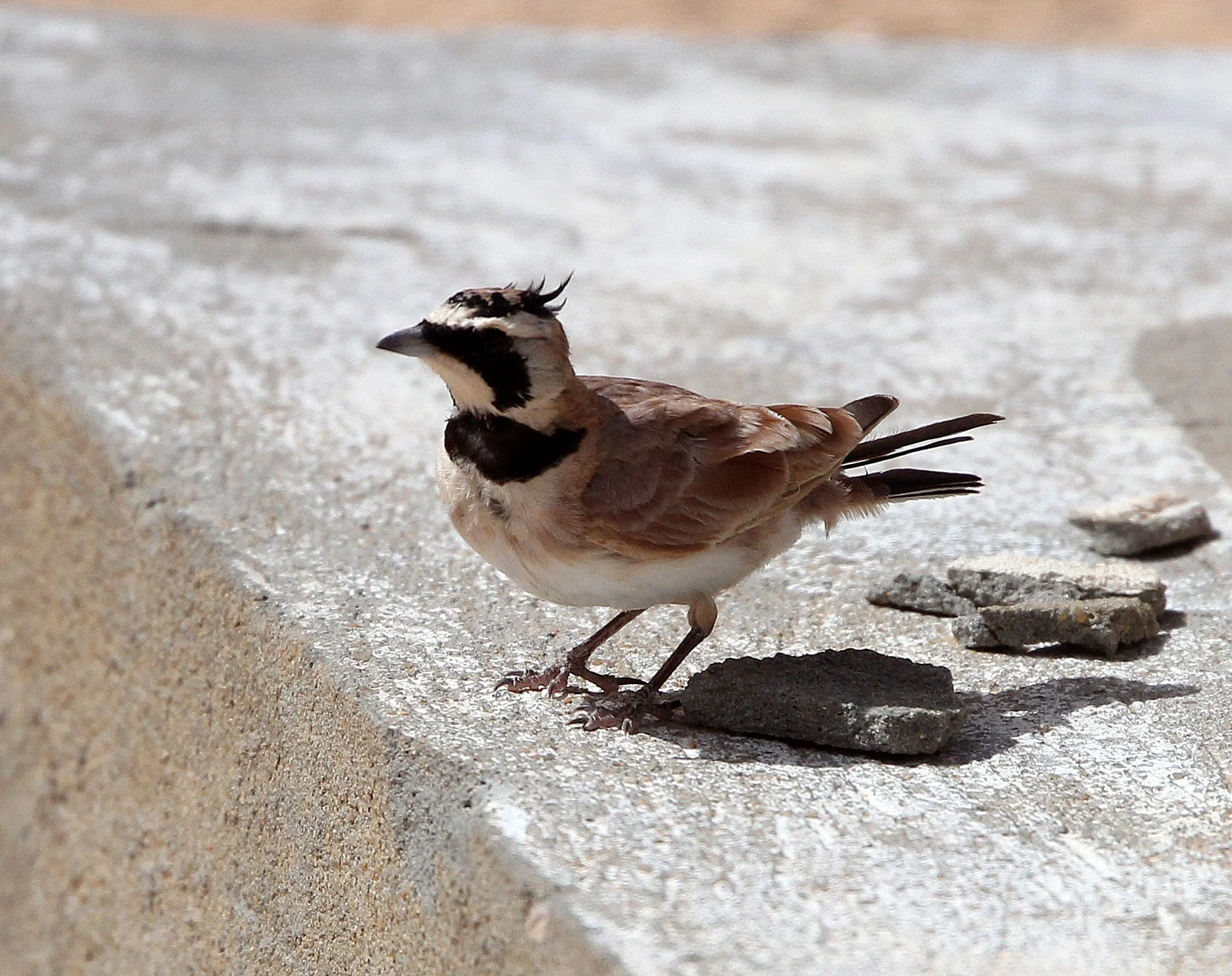 Temminck's Lark or Shore Lark (Eremophila bilopha) Jebil NP Tunisia (1).JPG