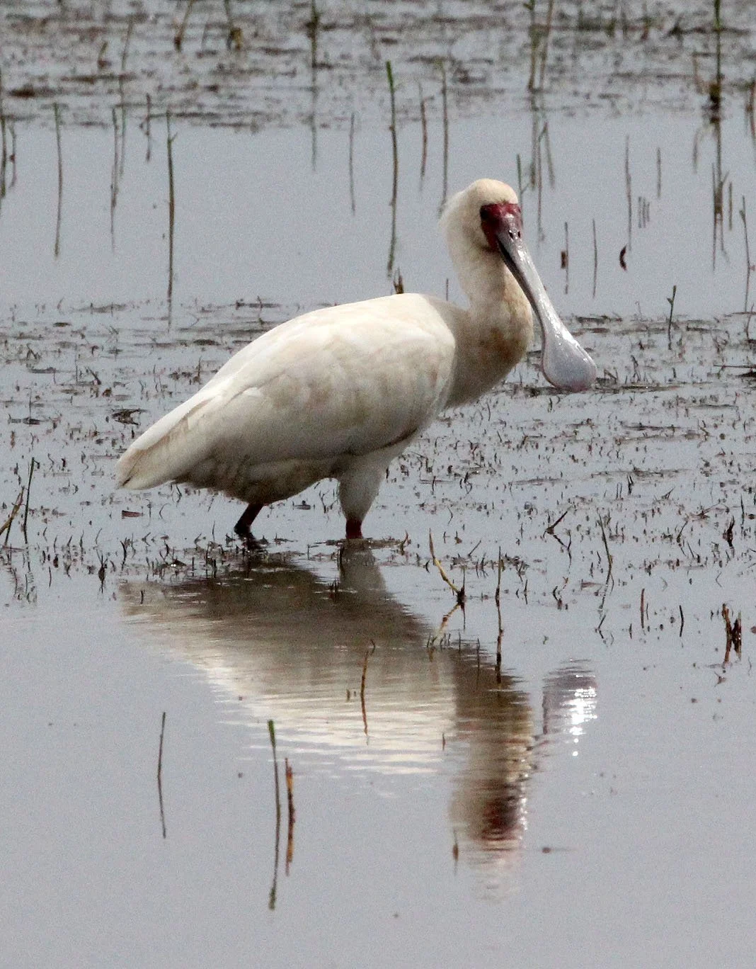SPOONBILL - AFRICAN SPOONBILL - Platalea alba - LAKE LANGANO ETHIOPIA (24).JPG