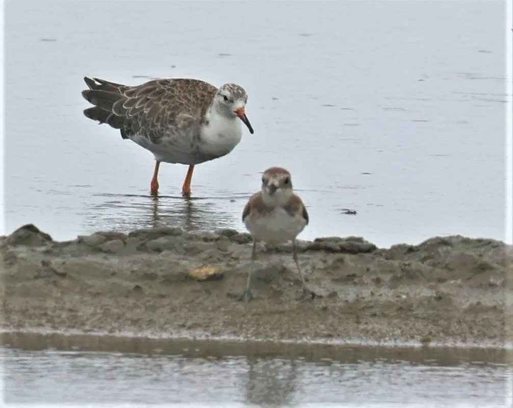 RUFF - Philomachus pugnax - BANG PAKONG SALT PANS CHACHOENGSAO WEST OF RIVER Sep 25 2021 (6).jpg