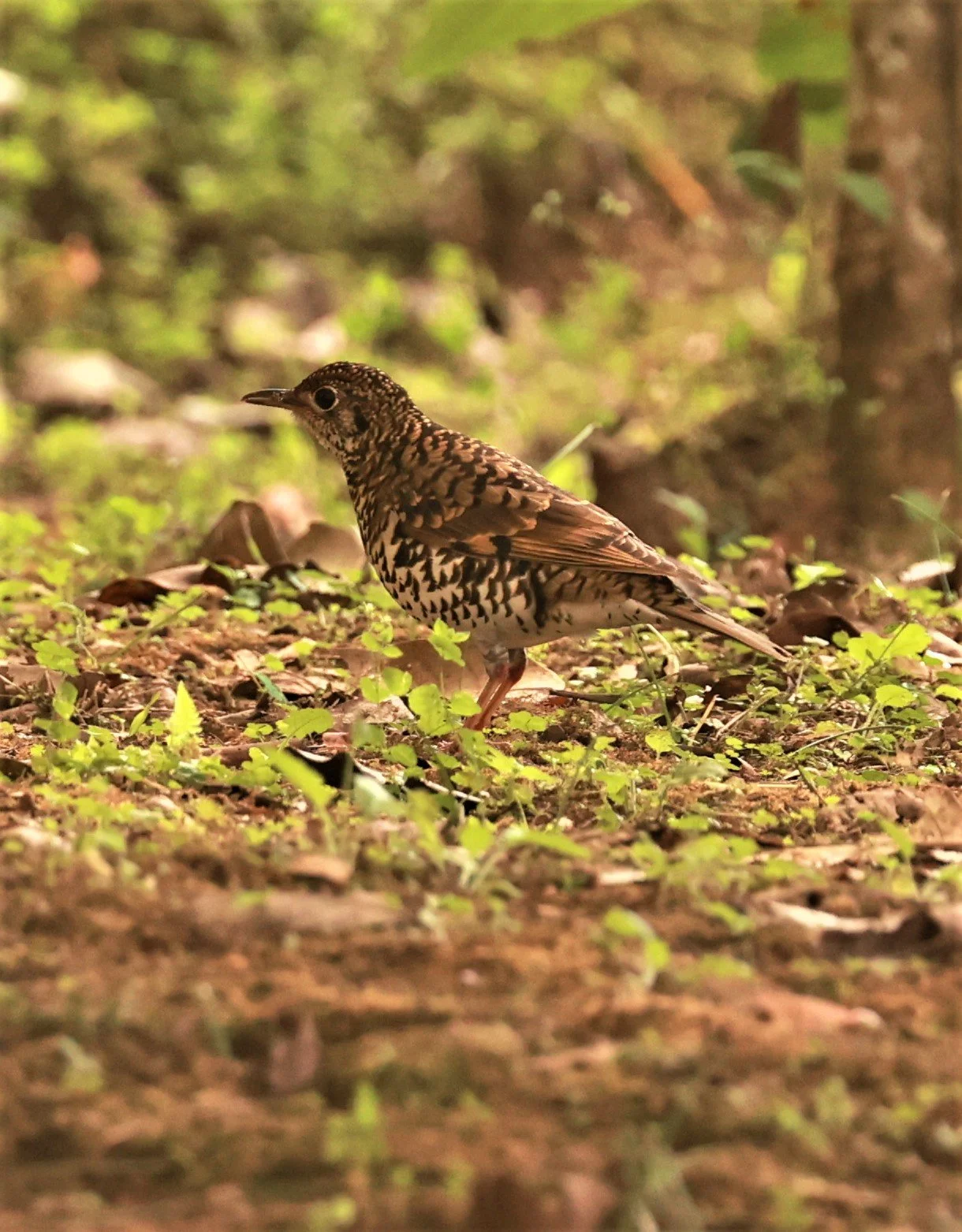 Scaly Thrush (Zoothera dauma) Doi Ang Kang Chiang Mai (63).jpg
