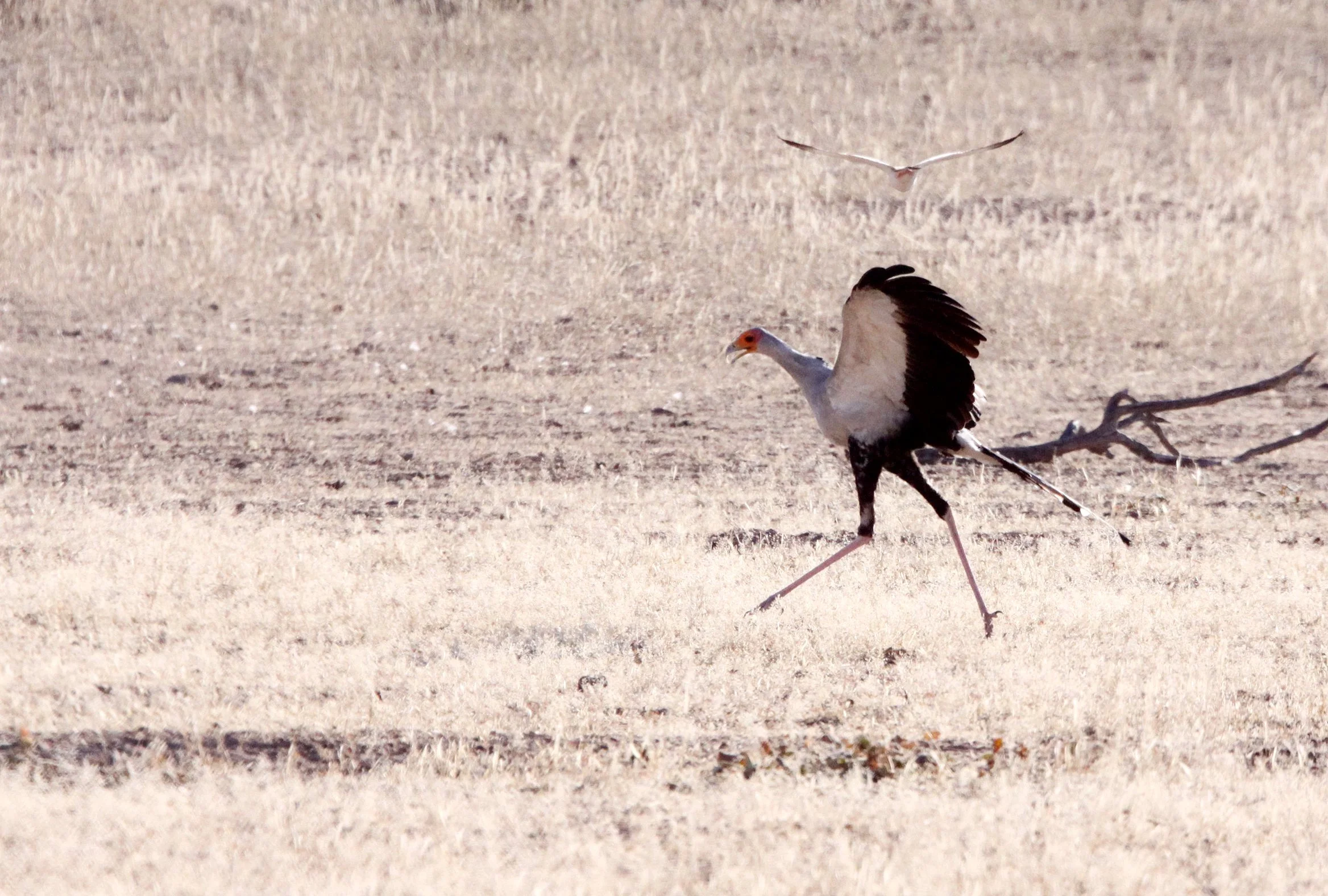 BIRD - SECRETARY BIRD - KGALAGADI NATIONAL PARK SOUTH AFRICA.JPG