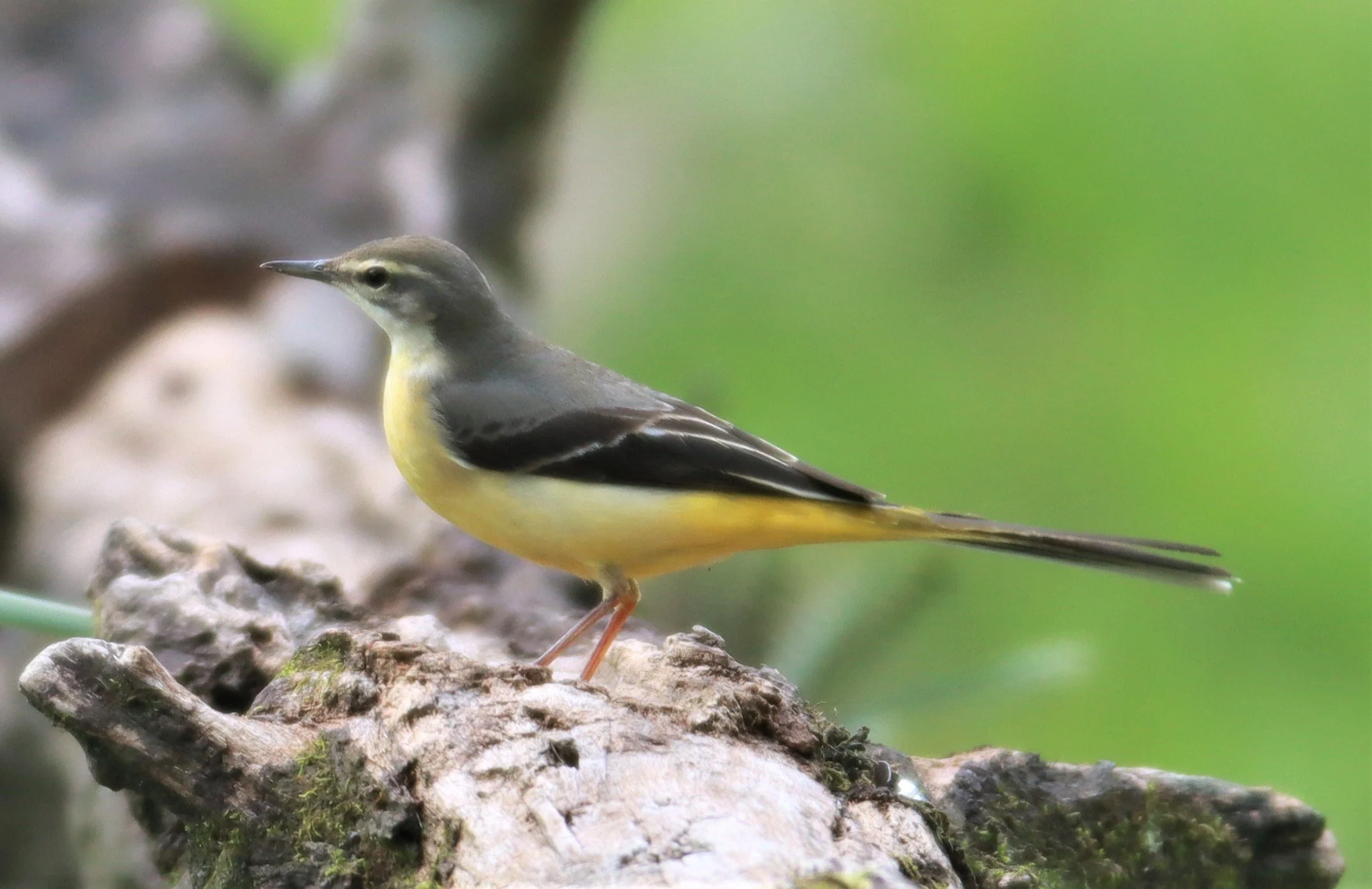 GREY WAGTAIL - Motacilla cinerea - CHONG YEN CAMPSITE MAE WONG NATIONAL PARK (12).jpg