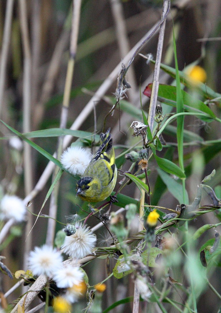 Eurasian Siskin (Spinus spinus) Nankou Rudong, China (13).JPG