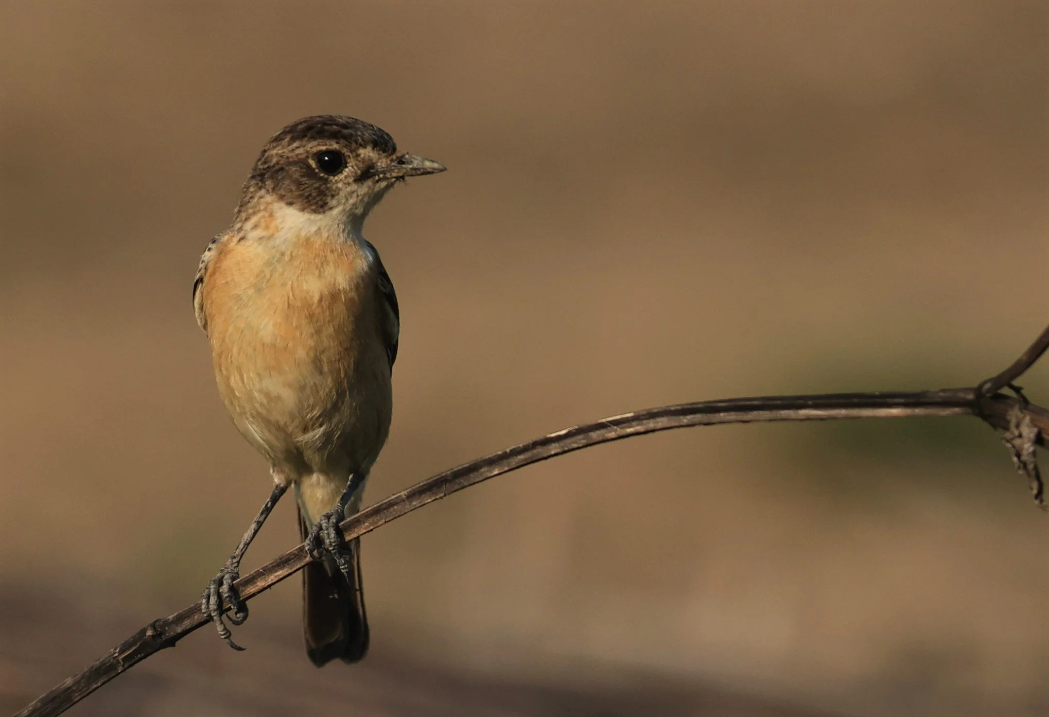 STONECHAT - AMUR (STEJNEGER'S) STONECHAT - Saxicola stejnegeri - MAE AI THA TON RICE FIELDS CHIANG MAI PROVINCE  (5).jpg