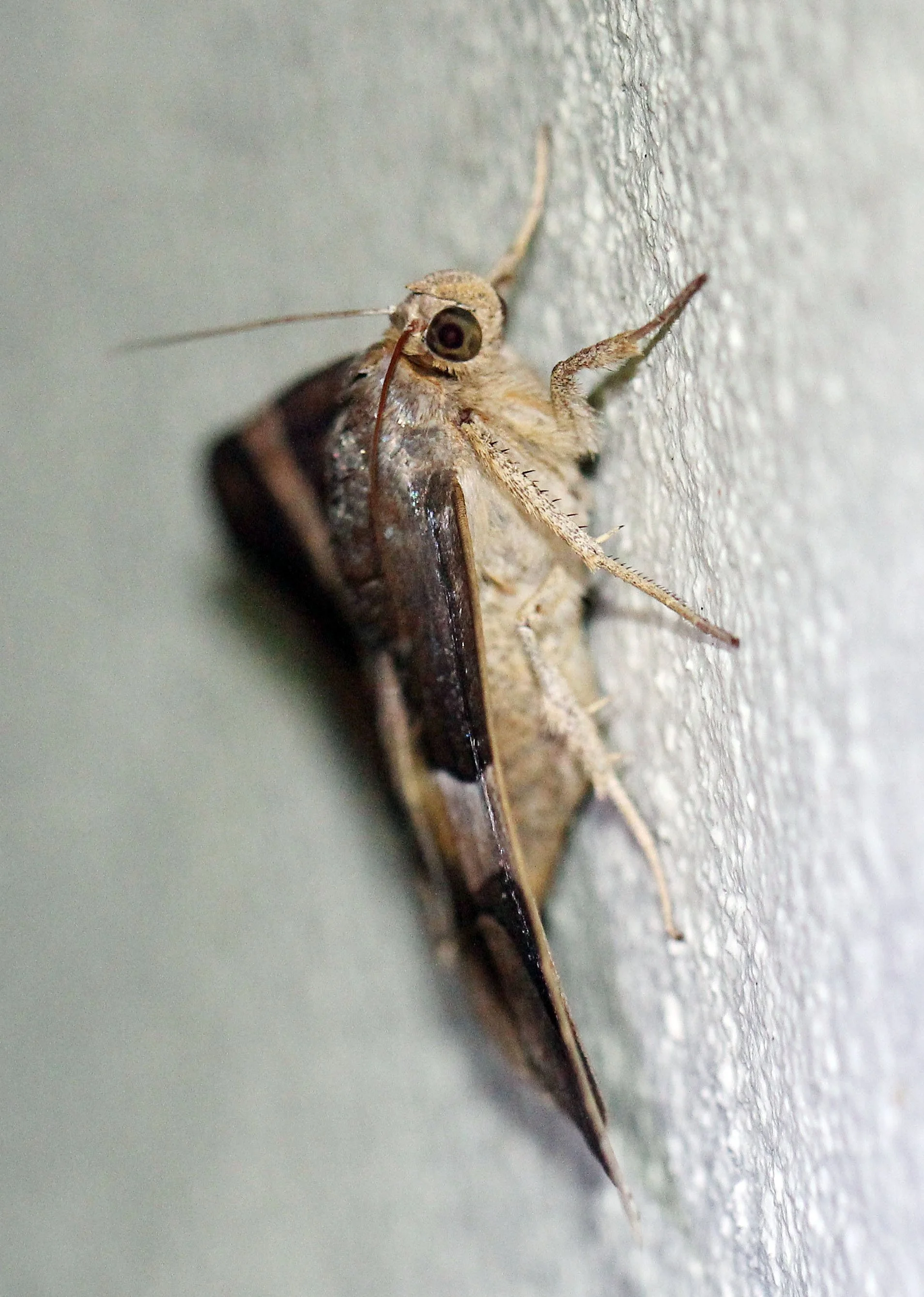 Geometridae - Dysgonia species  - Koh Lanta The Other Side Villas, Thailand 