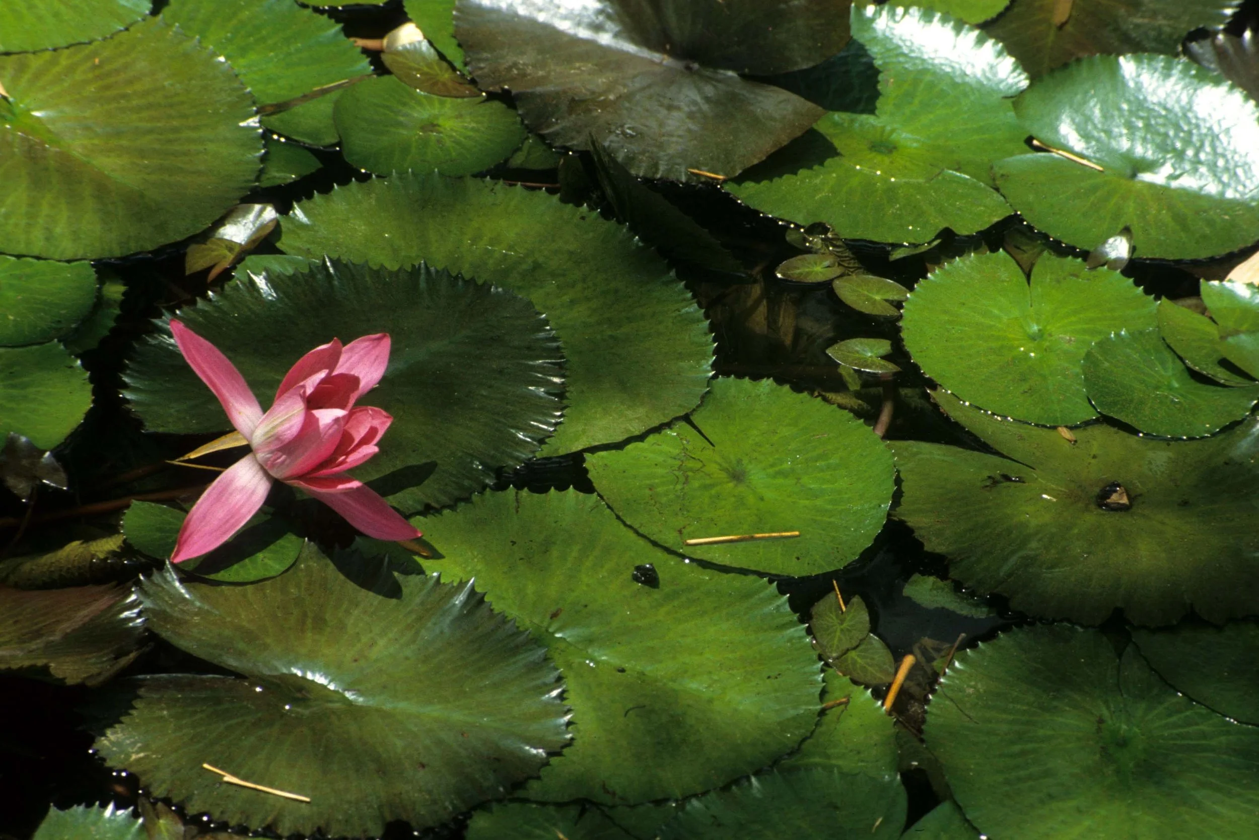 HAWAII - HAWAII - LILIACEAE - WATER LILIES (2).jpg