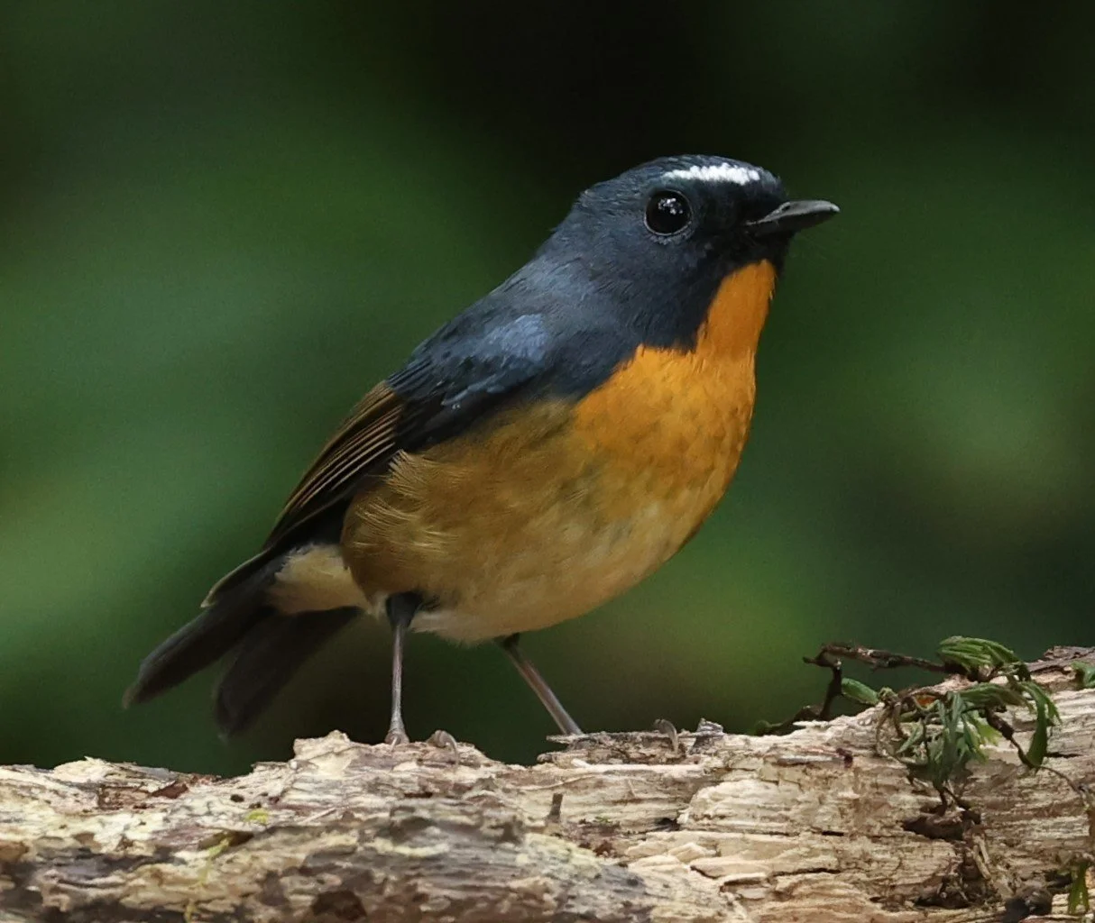 FLYCATCHER - SNOWY-BROWED FLYCATCHER - Ficedula hyperythra - DOI PHA HOM POK NP DOI LANG EAST FEB 2022 (50).jpg