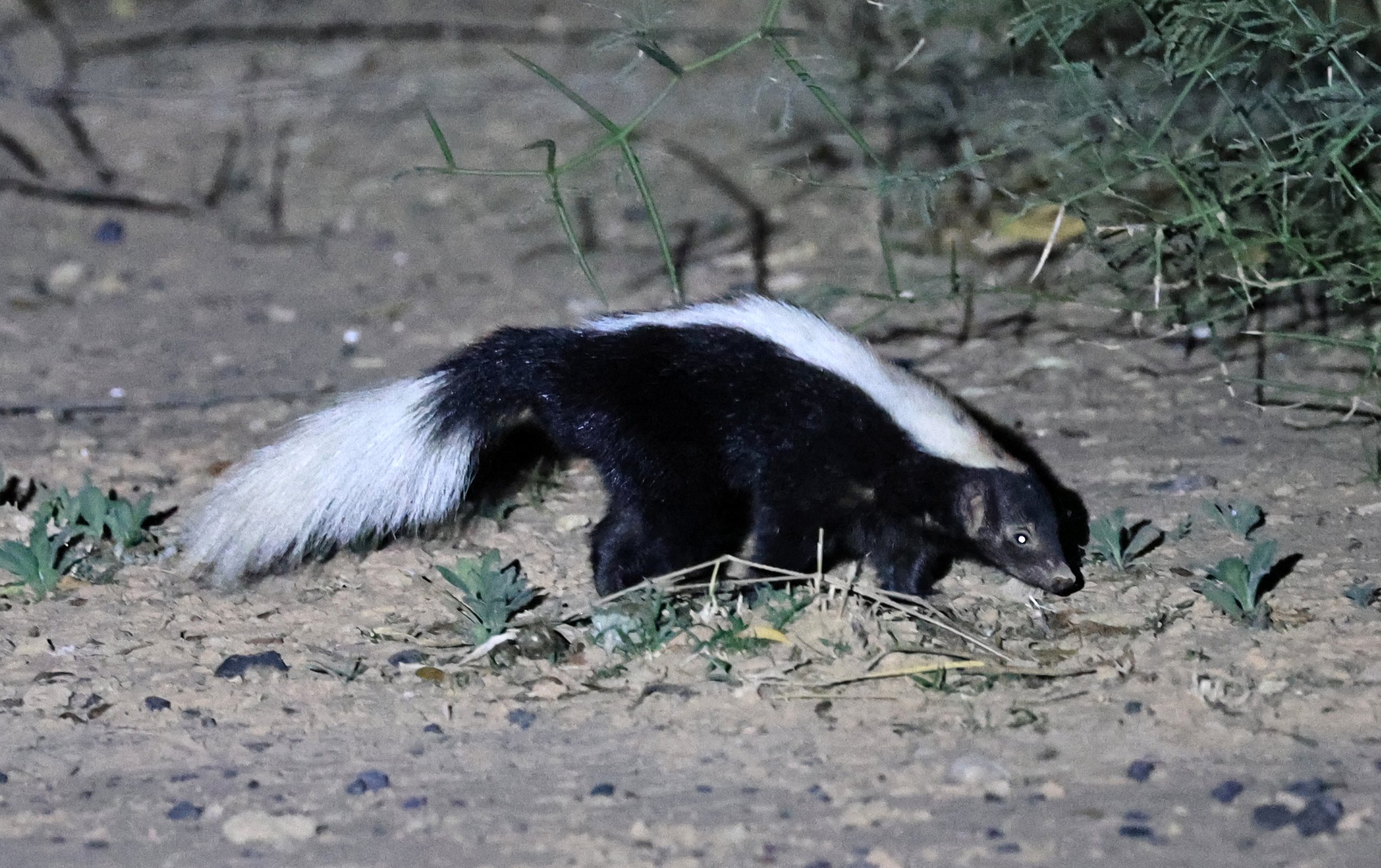 Molina's Hog-nosed Skunk (Conepatus chinga) Estancia Campo'í Paraguay (138).jpg