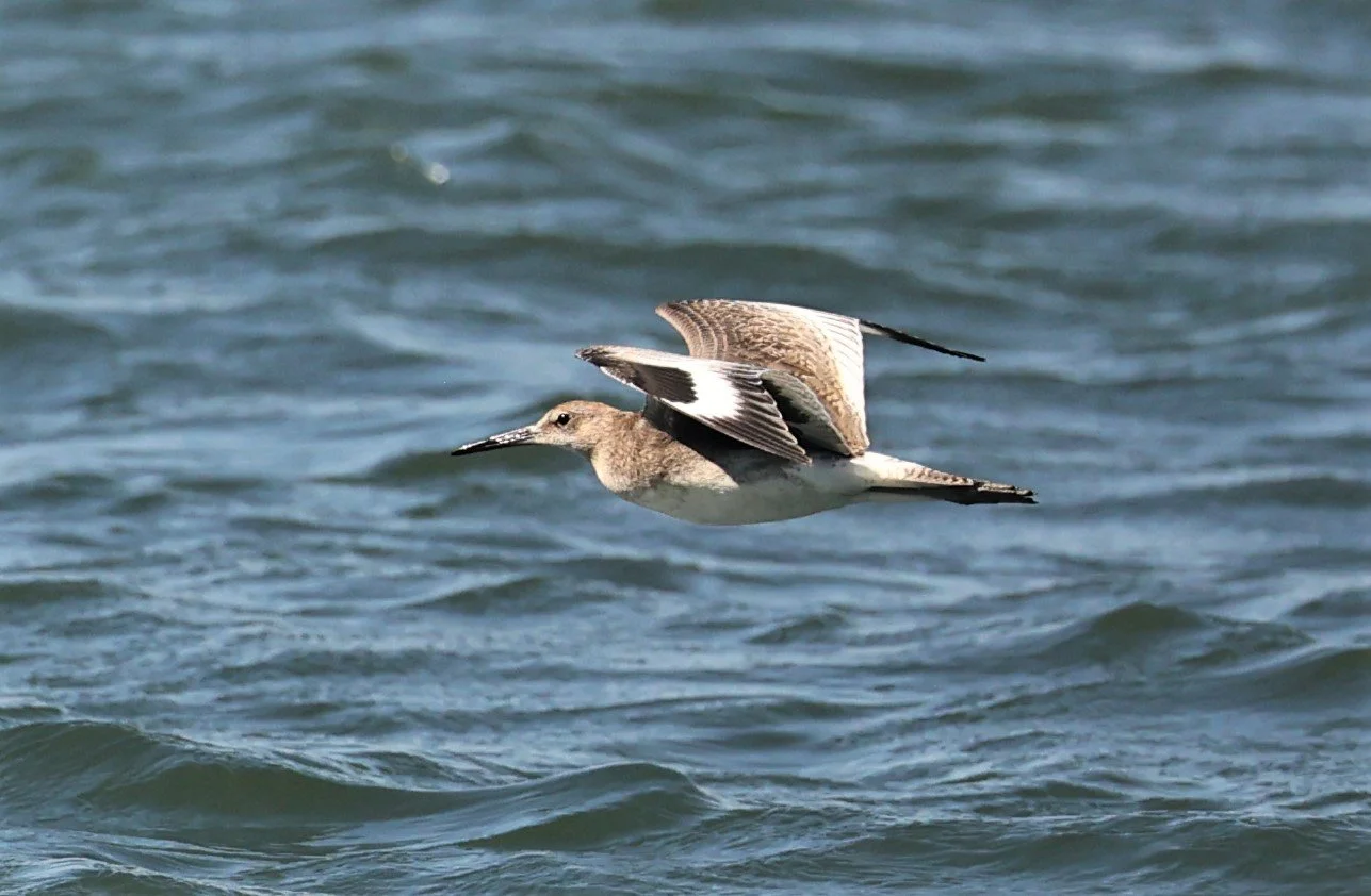 Tringa semipalmata - WILLET - ELKHORN SLOUGH MOSS LANDING CALIFORNIA AUGUST 2022 (2).jpg