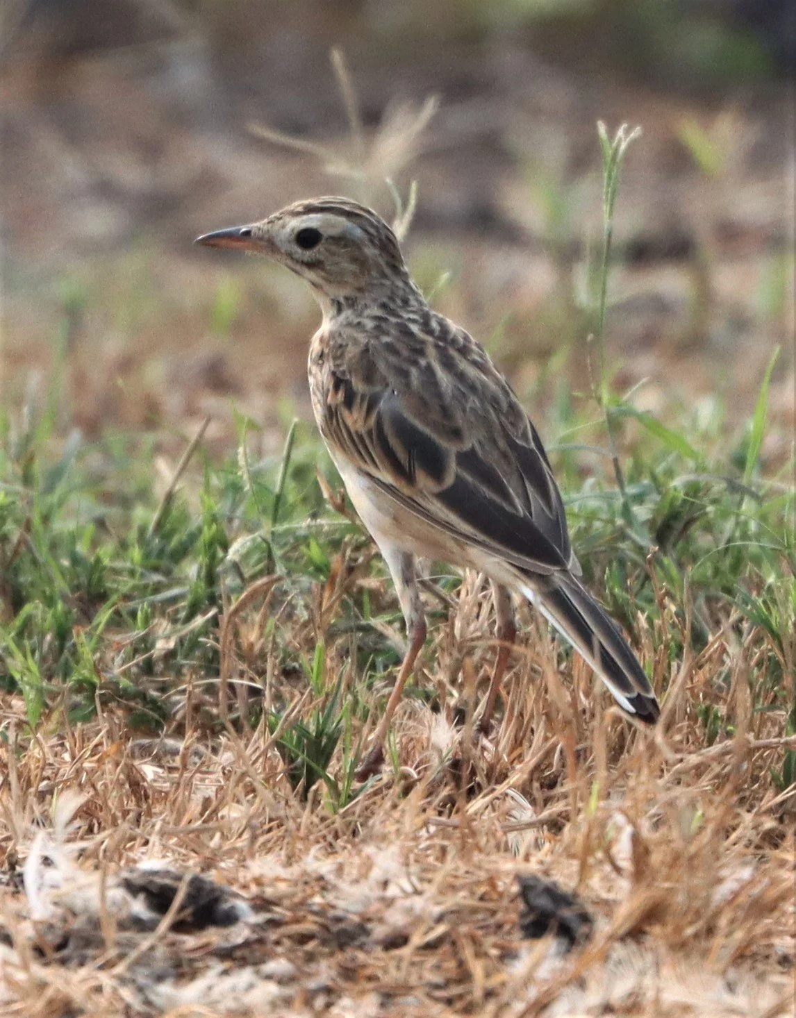 Paddyfield Pipit (Anthus rufulus) BANG KHAEM WETLANDS NAKHON PATHOM MARCH 13 (6).jpg