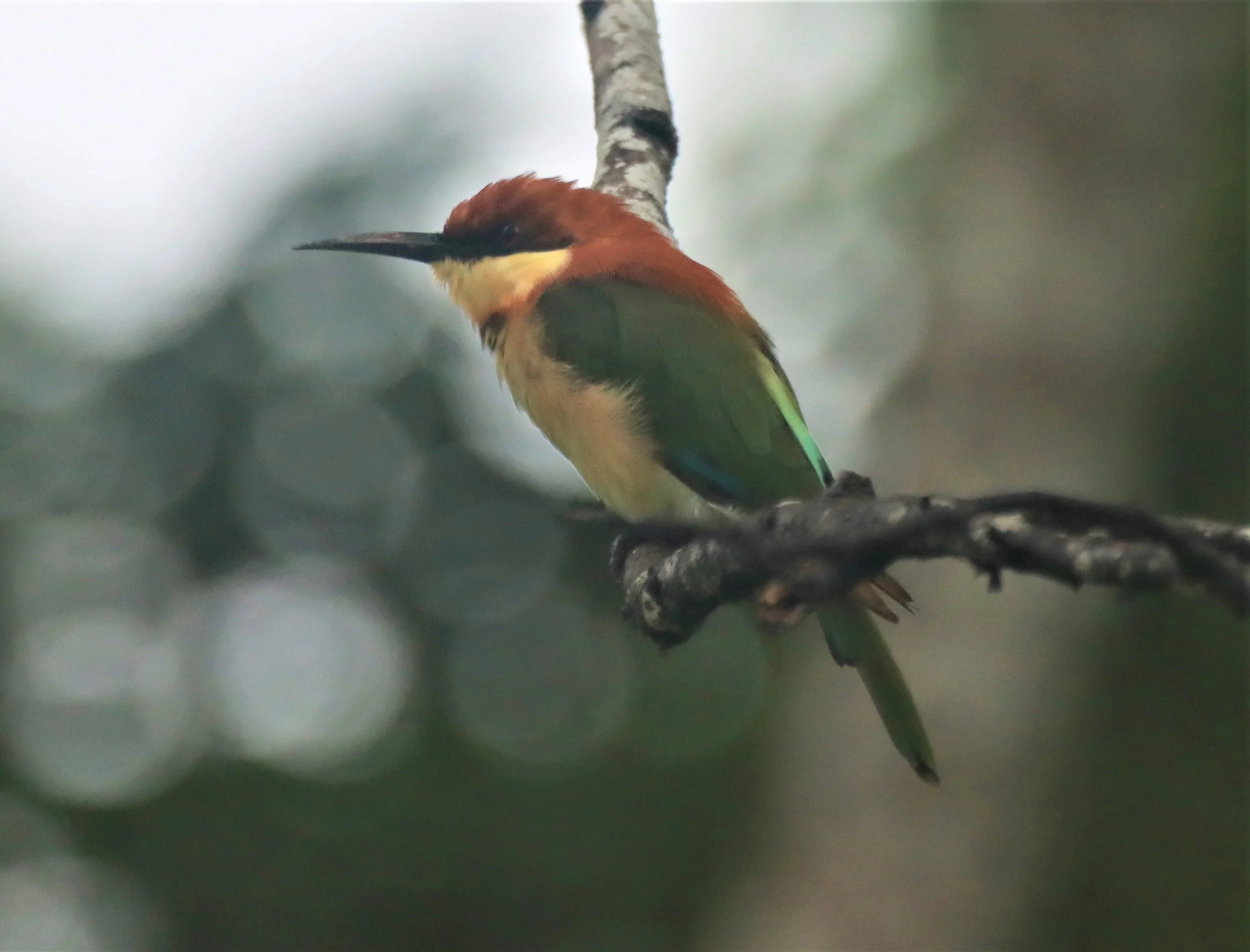 BEE-EATER - CHESTNUT-HEADED BEE-EATER - Merops leschenaulti - KHAO SOK SURAT THANI (25).jpg