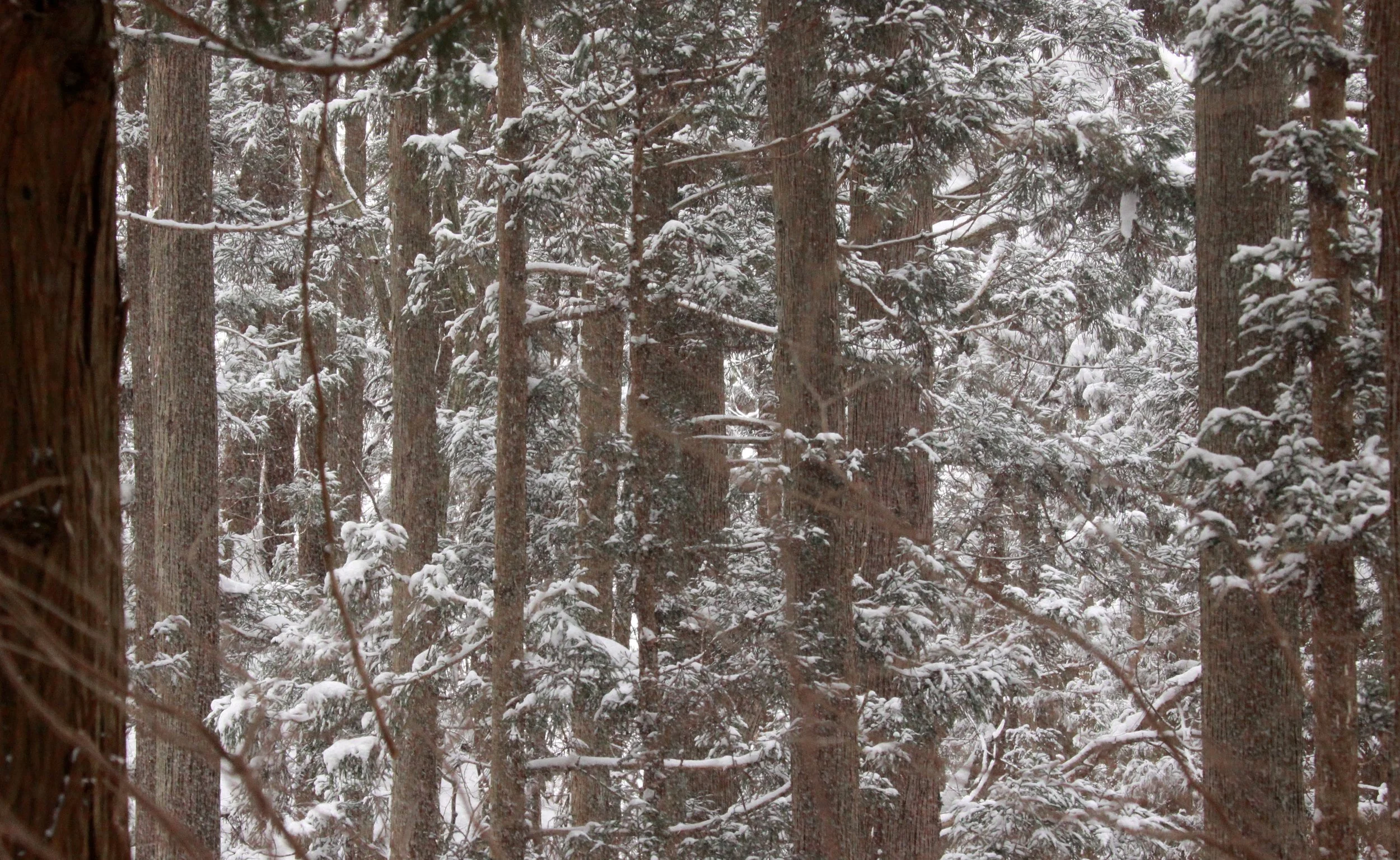 JIGOKUDANI ONSEN - NAGANO PREFECTURE JAPAN - FOREST SCENCES (25).JPG
