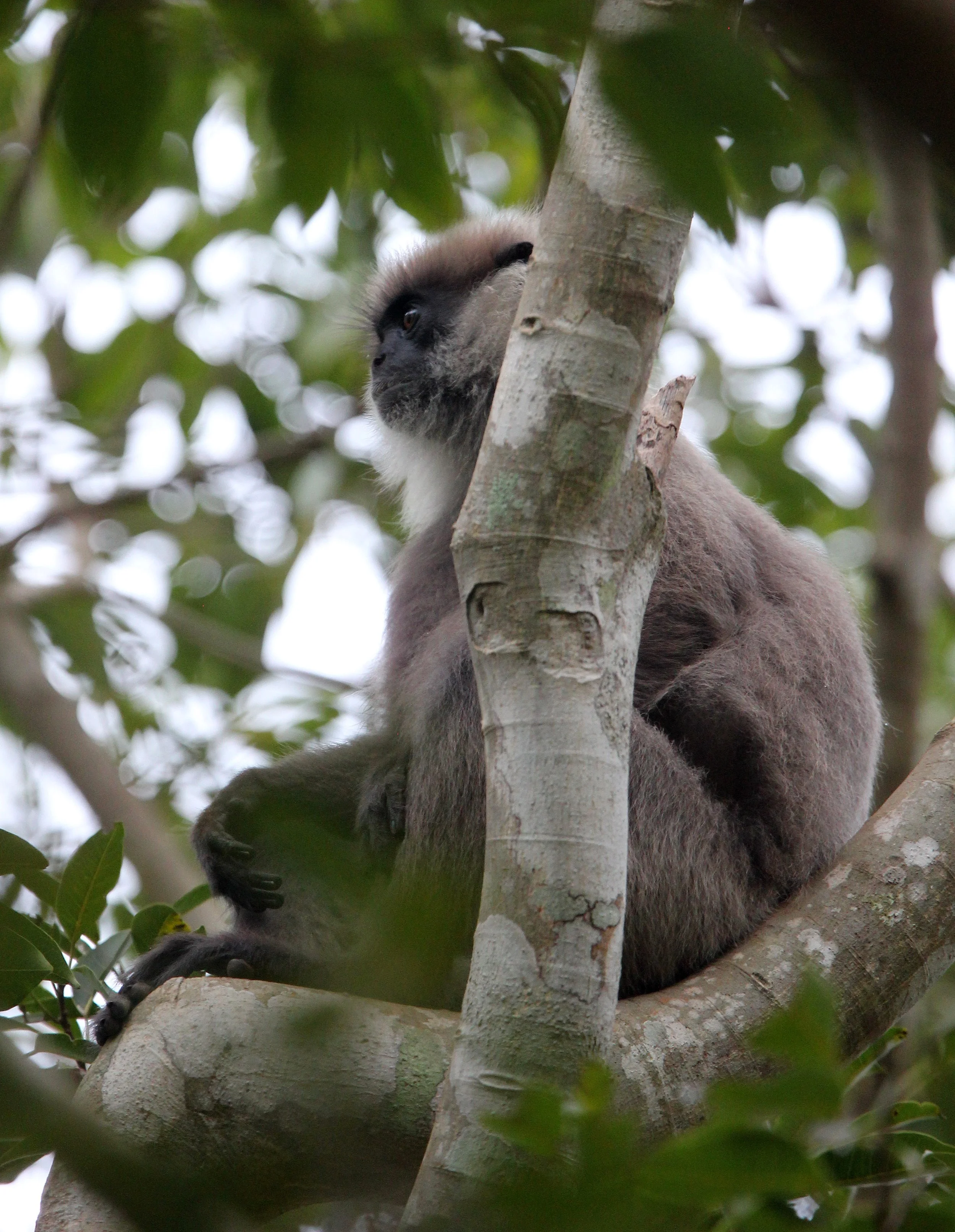 CERCOPITHECIDAE - Semnopithecus vetulus philbricki - DRY ZONE PURPLE-FACED LEAF MONKEY - SRIGIRIYA FOREST SRI LANKA (38).JPG