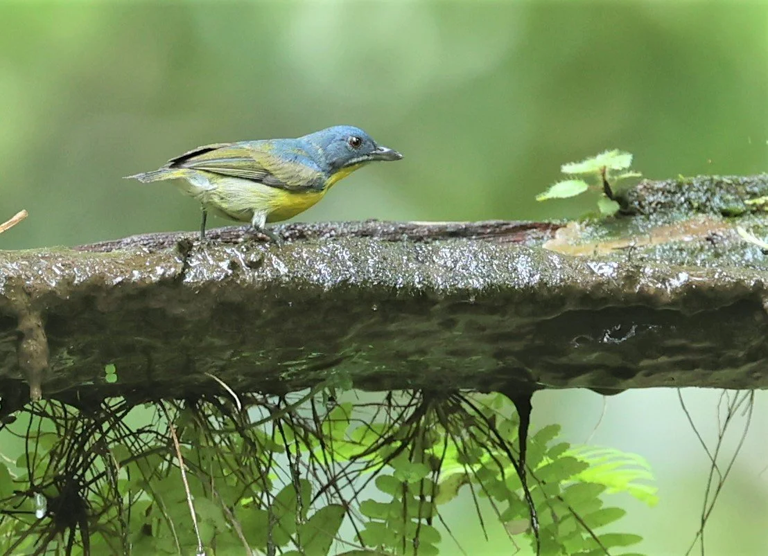 FLOWERPECKER - CRIMSON-BREASTED FLOWERPECKER - Prionochilus percussus - SRI PHANG NGA AREA SONGKRAN 2022 (7).jpg