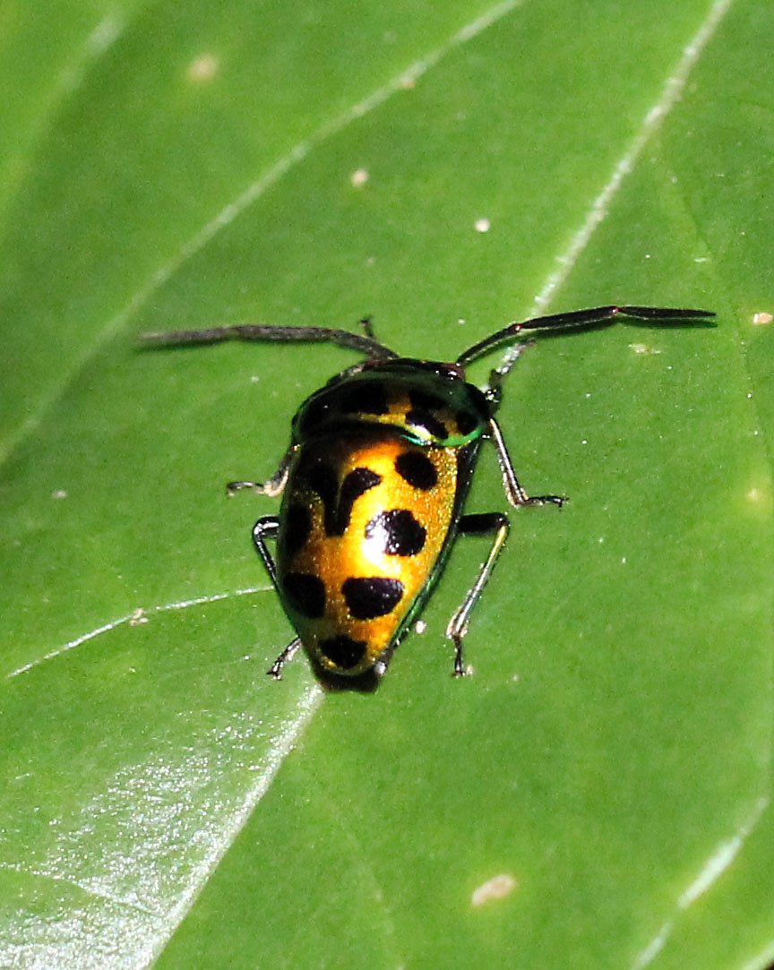 Chrysocoris stollii - Koh Lanta, Thailand (3).JPG
