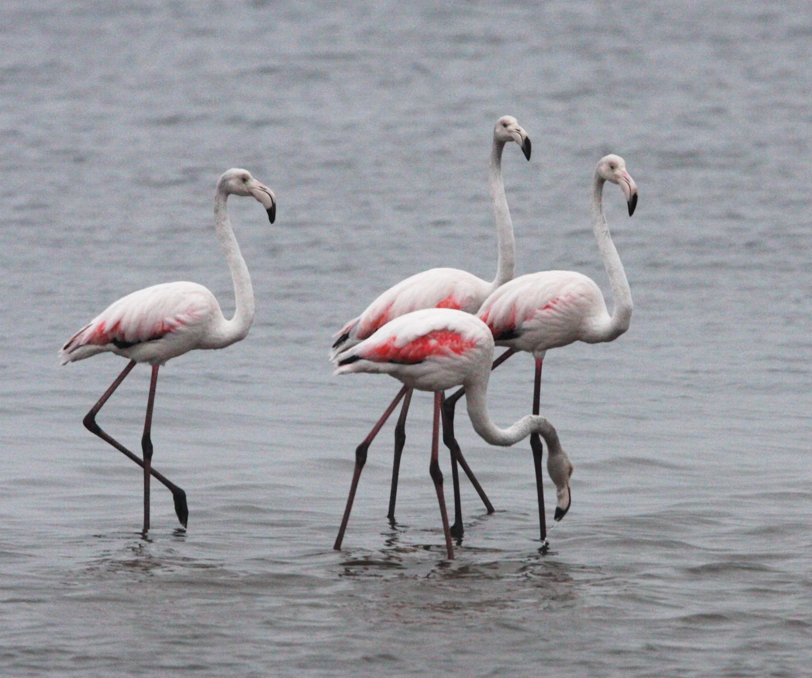 Phoenicopterus roseus - Greater Flamingo - Walvis Bay Namibia (5).JPG