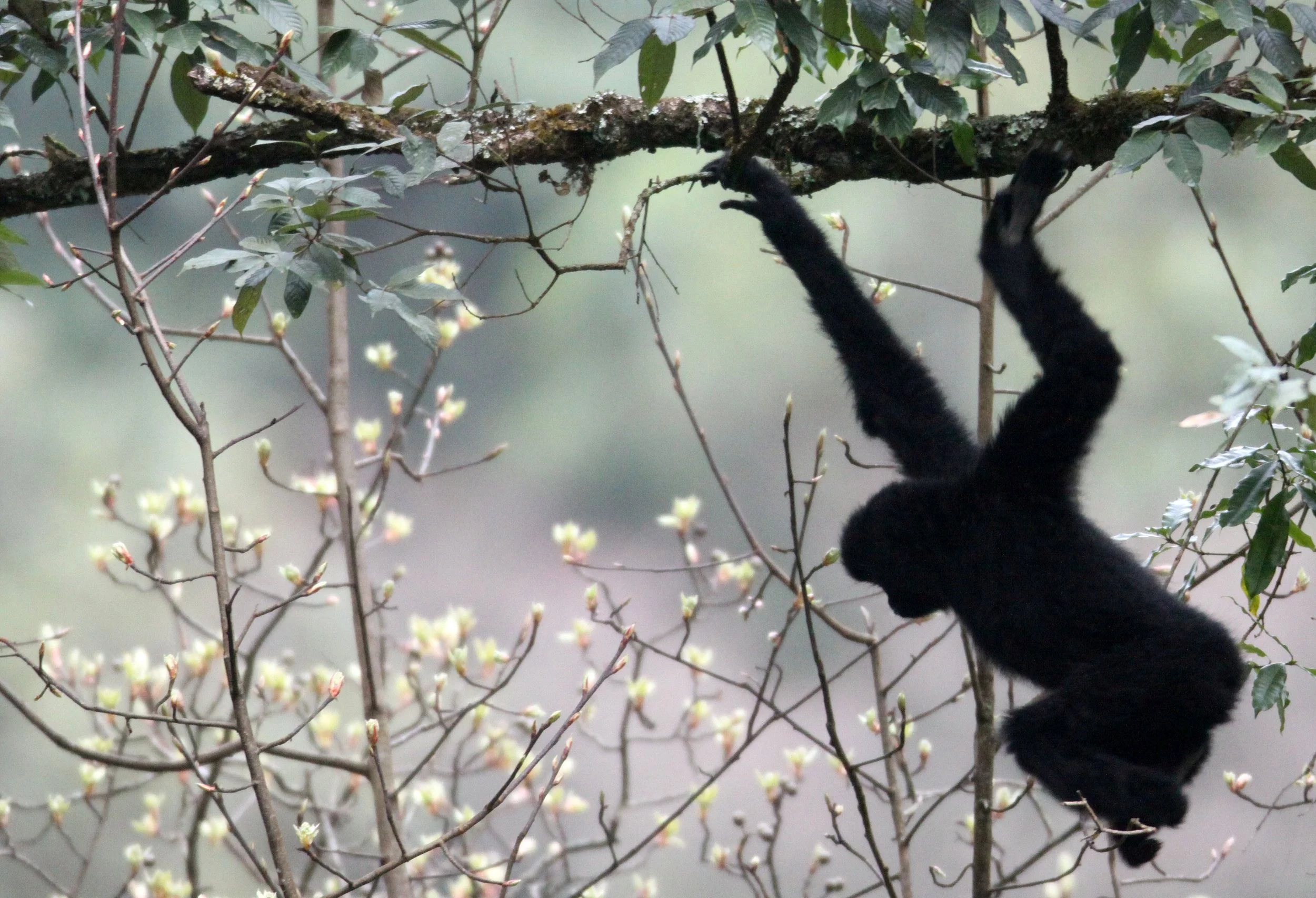 HYLOBATIDAE - Nomascus concolor - WESTERN BLACK-CRESTED GIBBON - WULIANGSHAN NATURE RESERVE YUNNAN CHINA (10).JPG