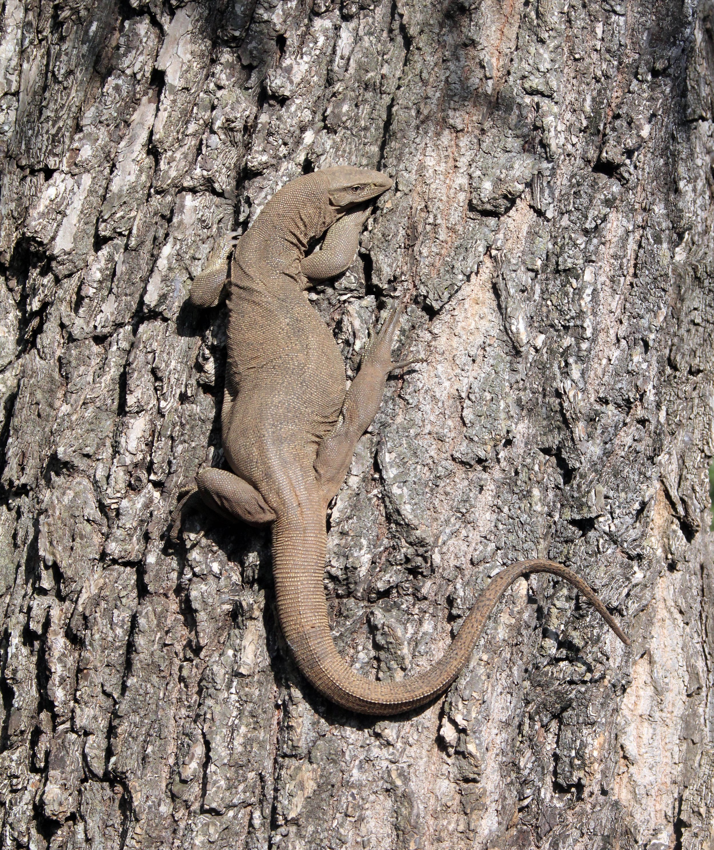 Family Varanidae - Monitor Lizards — Coke Smith Wildlife
