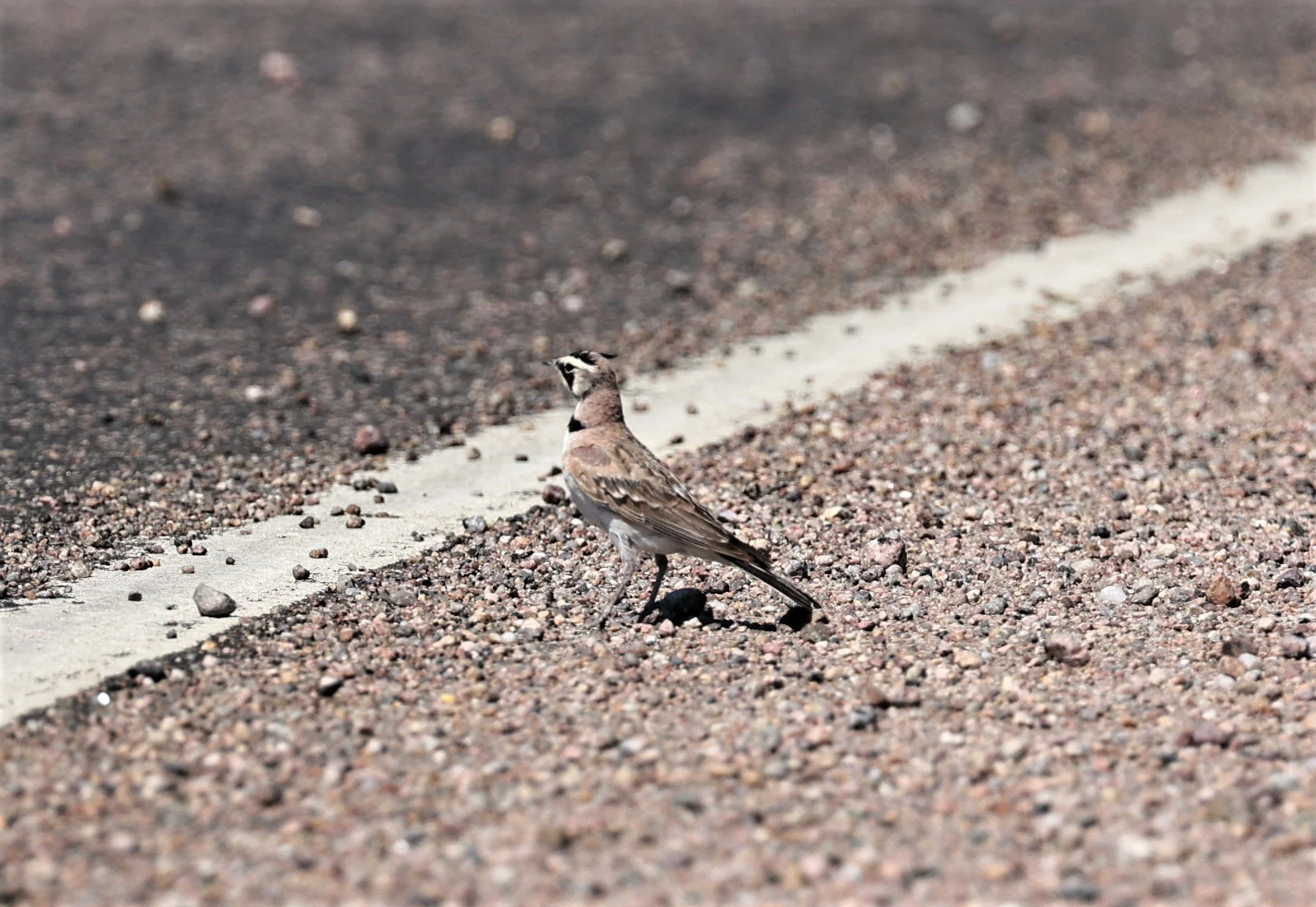 Horned Lark (Eremophila alpestris) Pawnee National Grasslands Colorado (3).jpg