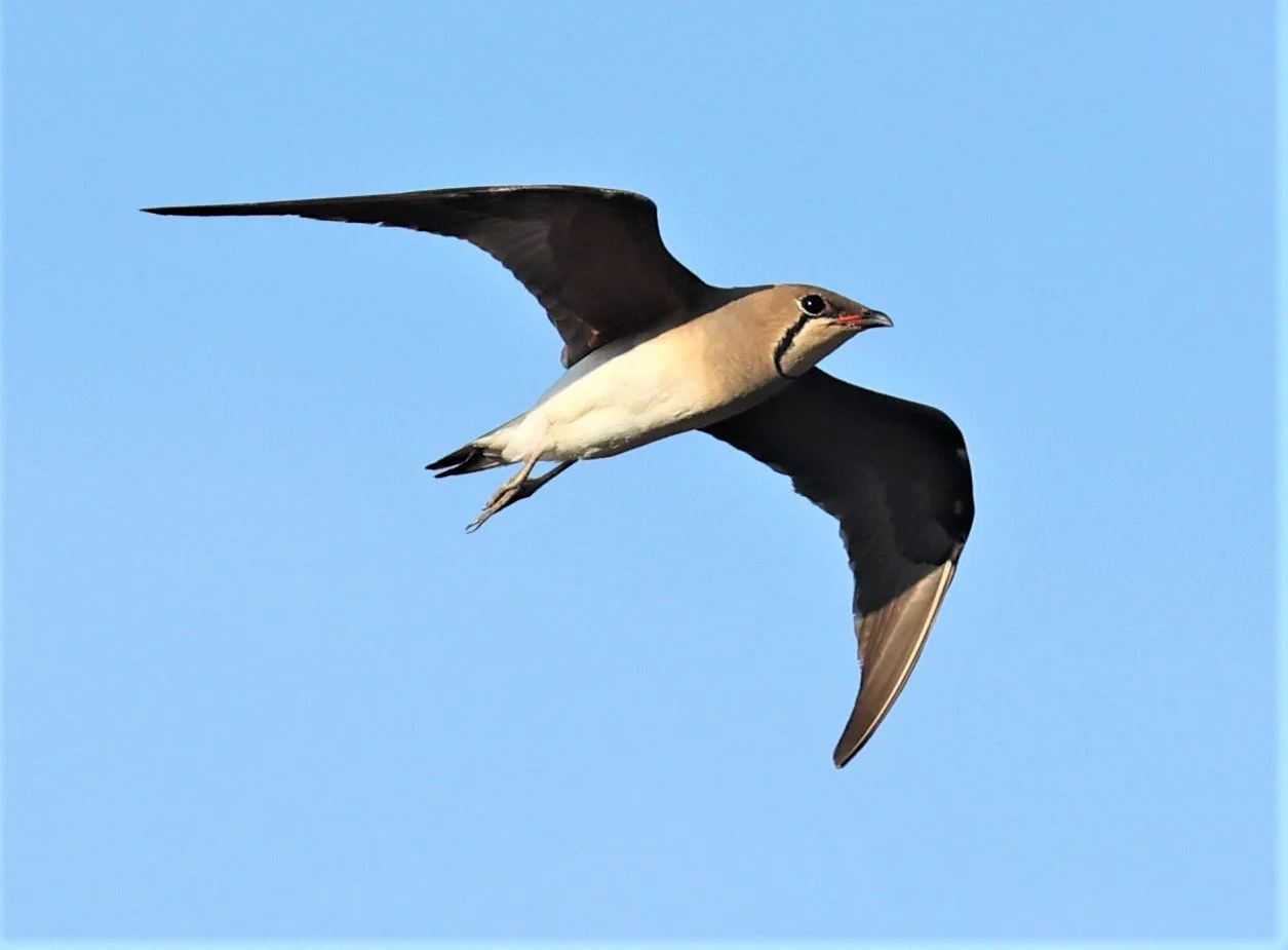 PRATINCOLE - ORIENTAL PRATINCOLE - Glareola maldivarum - TAP YAO RICEFIELDS LAT KRABANG - APRIL 23 2022 (30).jpg