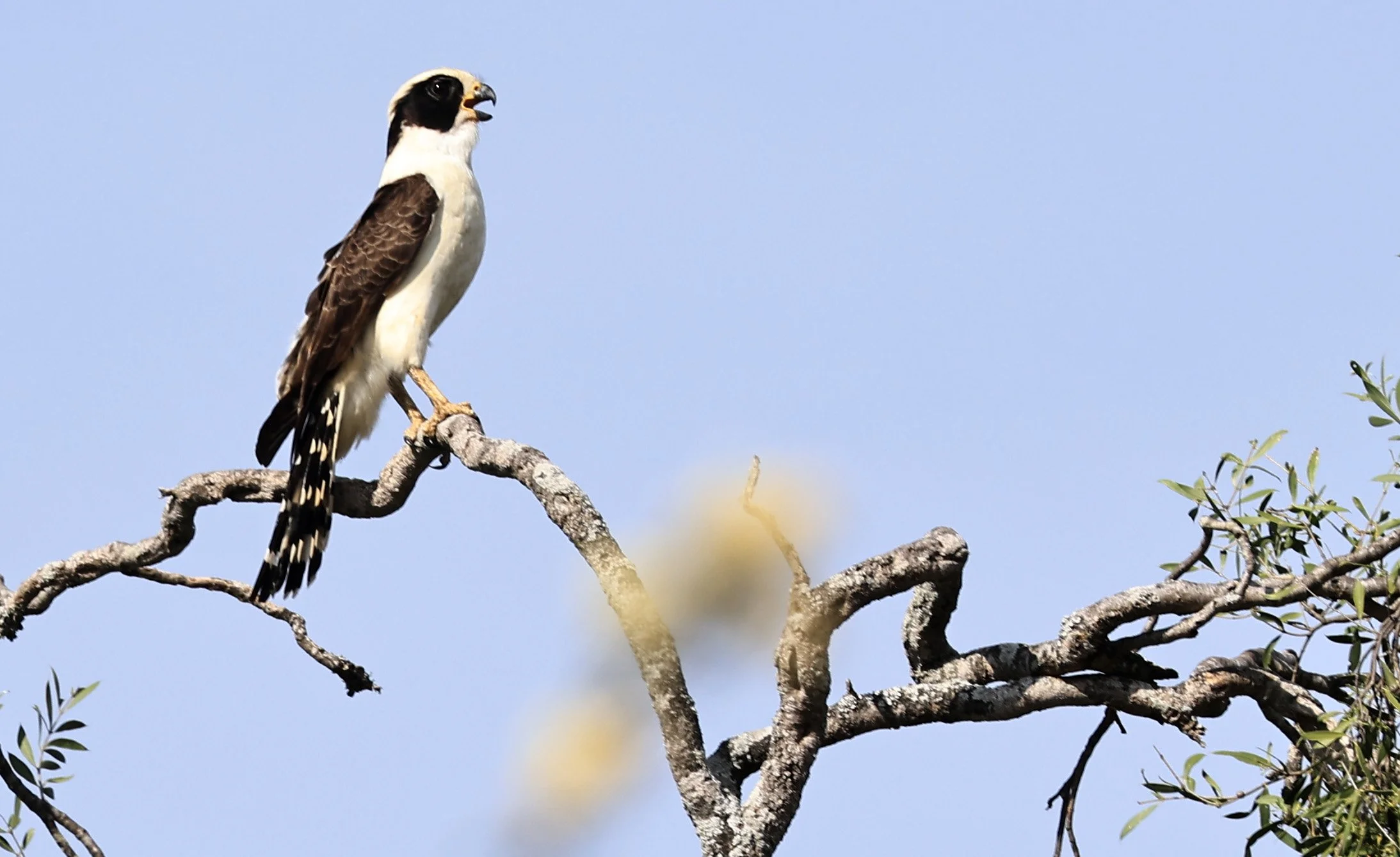 Laughing Falcon (Herpetotheres cachinnans) Reserva Natural Canada el Carmen, Paraguay (13).jpg