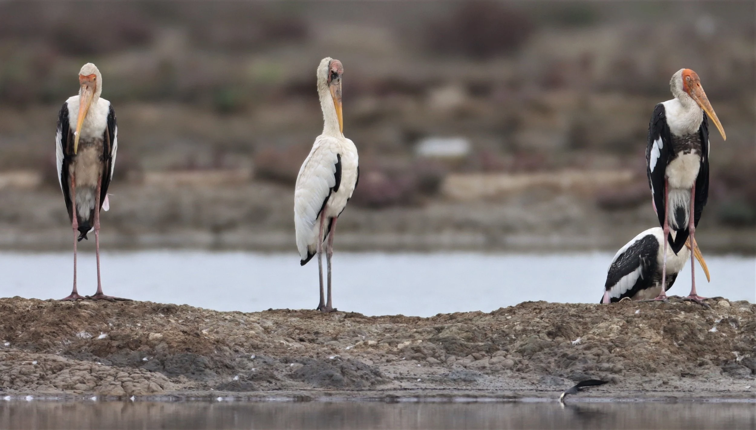STORK - MILKY STORK - Mycteria cinerea - WITH PAINTED STORK - KHLONG TAMRU CHONBURI (49).jpg