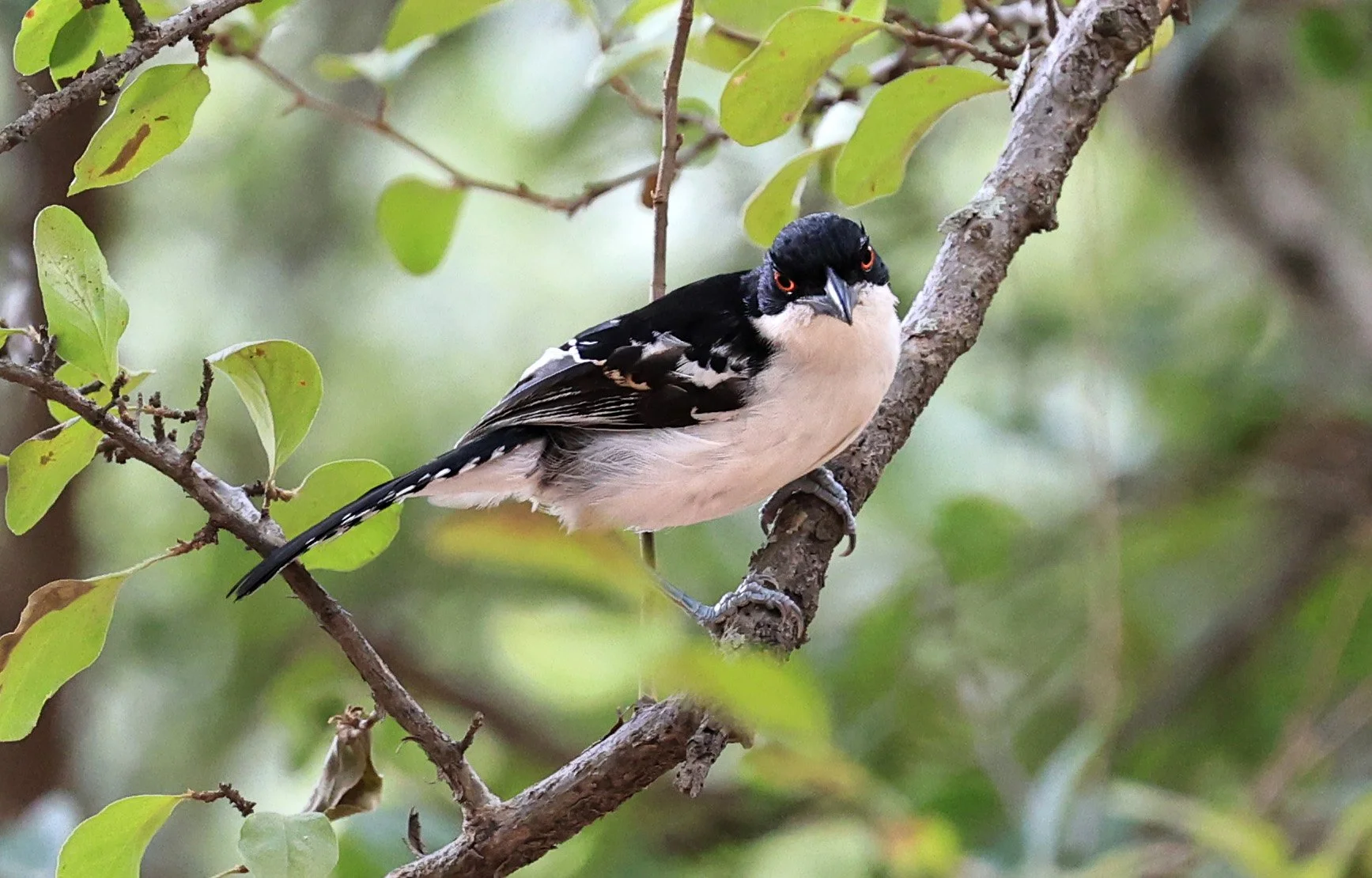 Great Antshrike (Taraba major) Hotel Campestre Iparoma Paraguay (6).jpg
