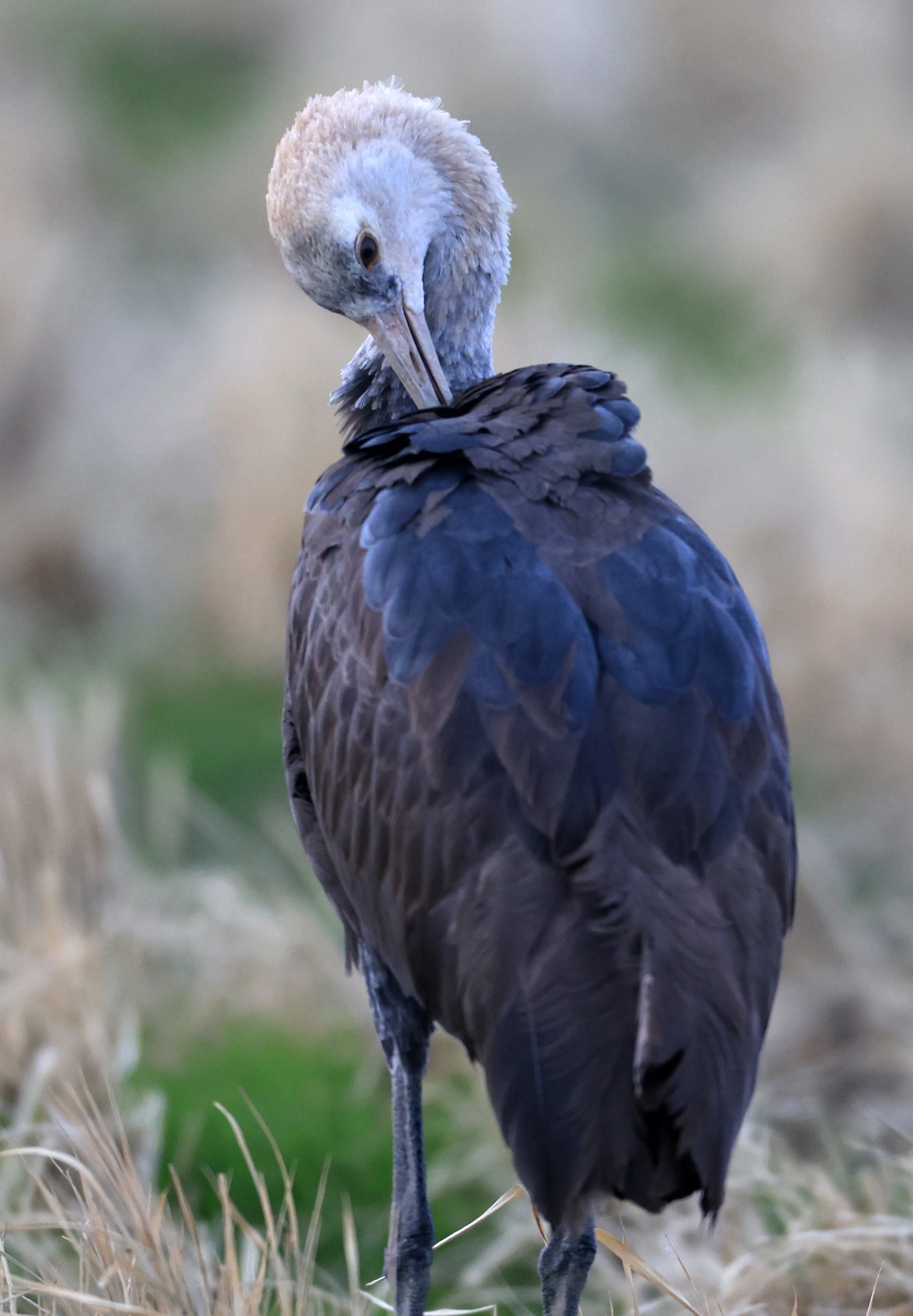 Hooded Crane (Grus monacha) Izumi Crane Park & Center, Izumi Kagoshima Kyushu Japan (49).jpg