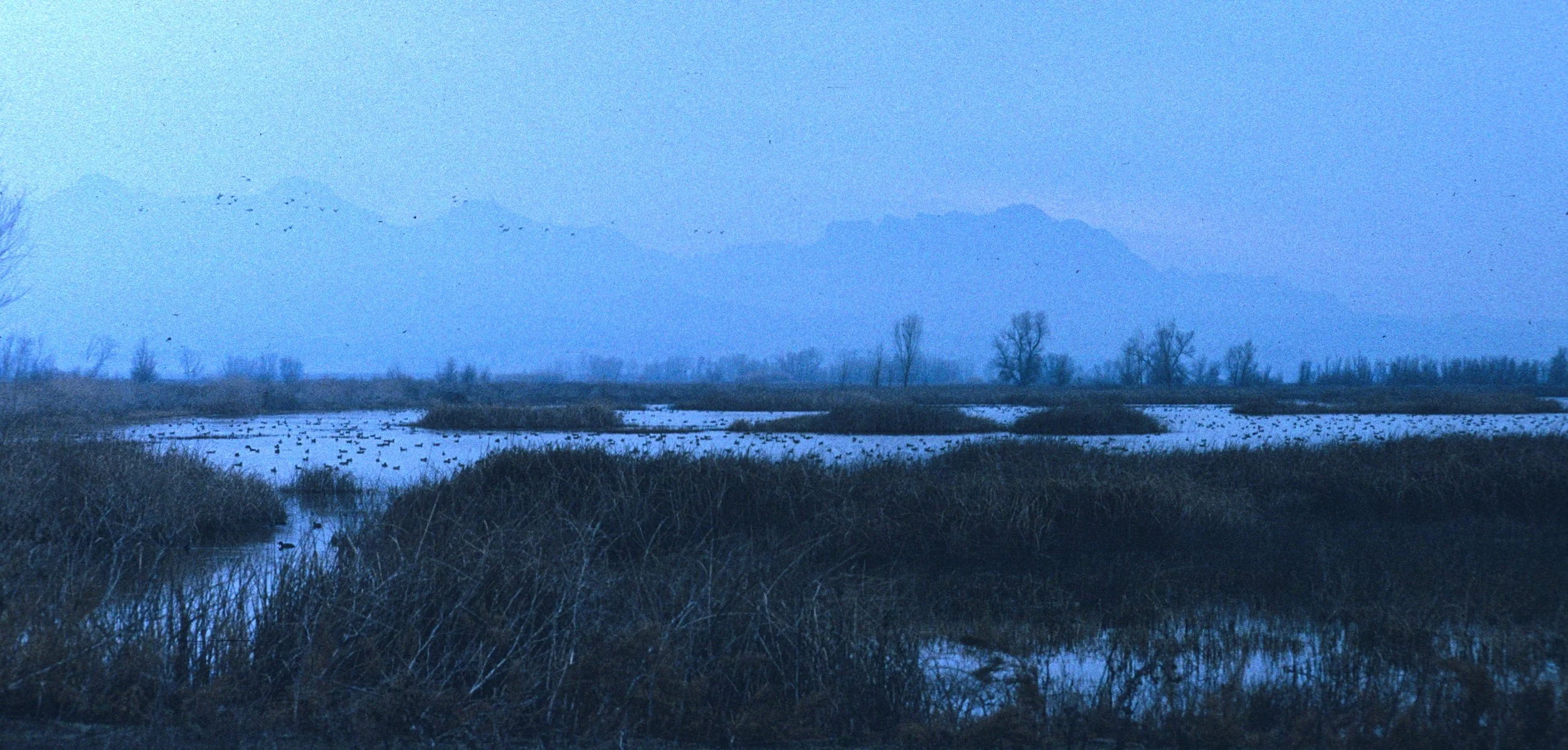 CALIFORNIA - GREY LODGE SACRAMENTO VALLEY.jpg