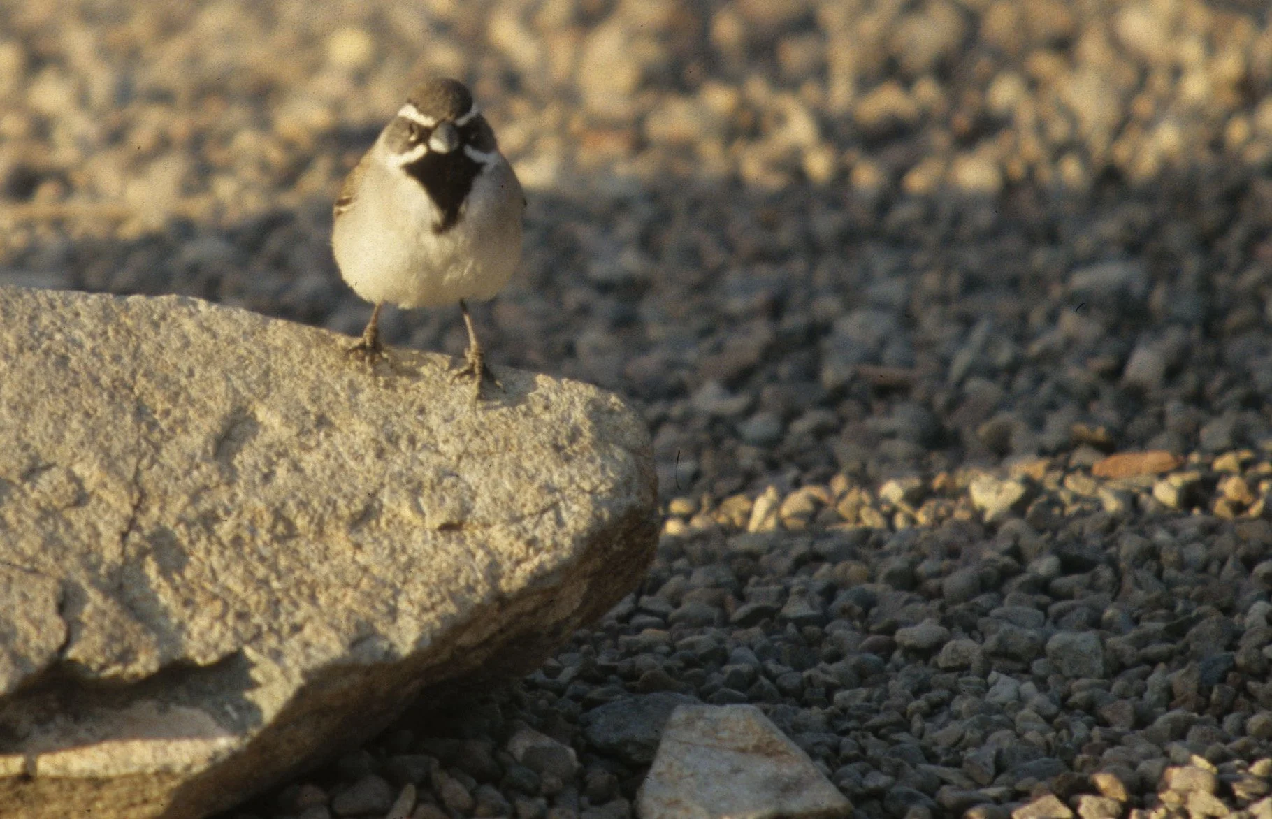 Black-throated Sparrow - San Diego California.jpg